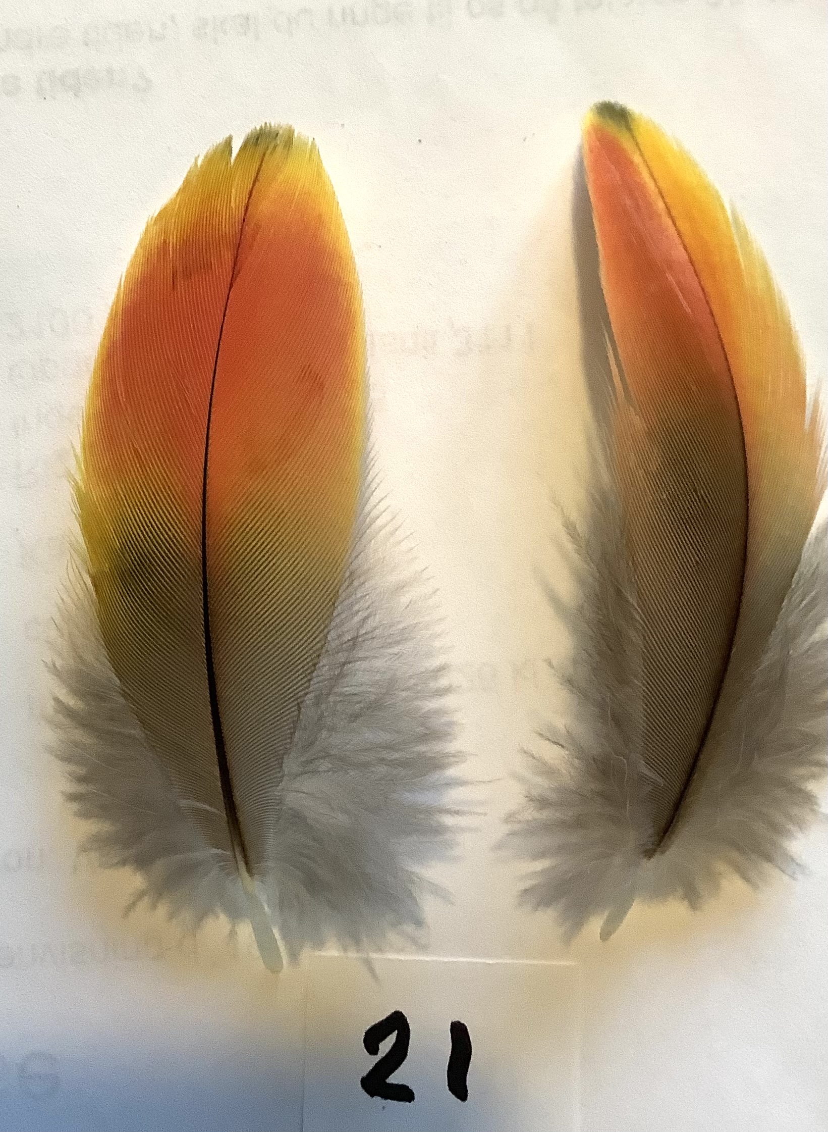 Papeg�je skulderfjer 21