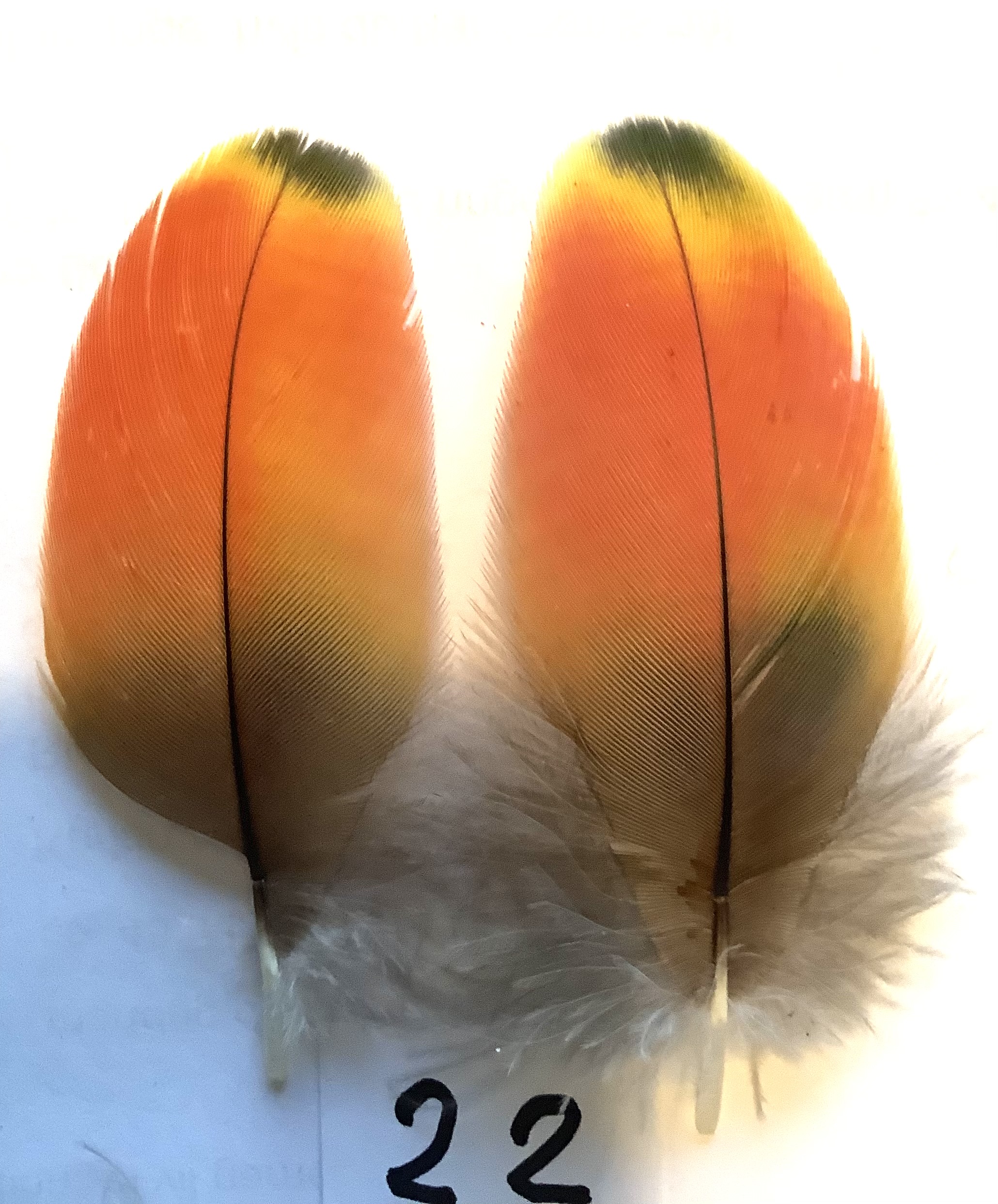 Papeg�je skulderfjer 22