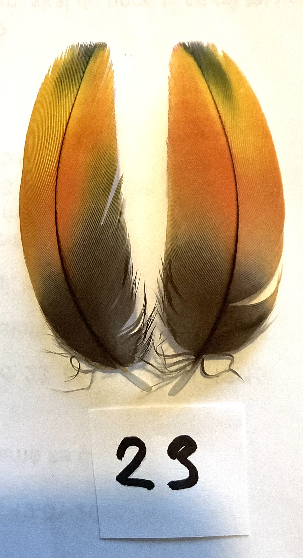 Papeg�je skulderfjer 23