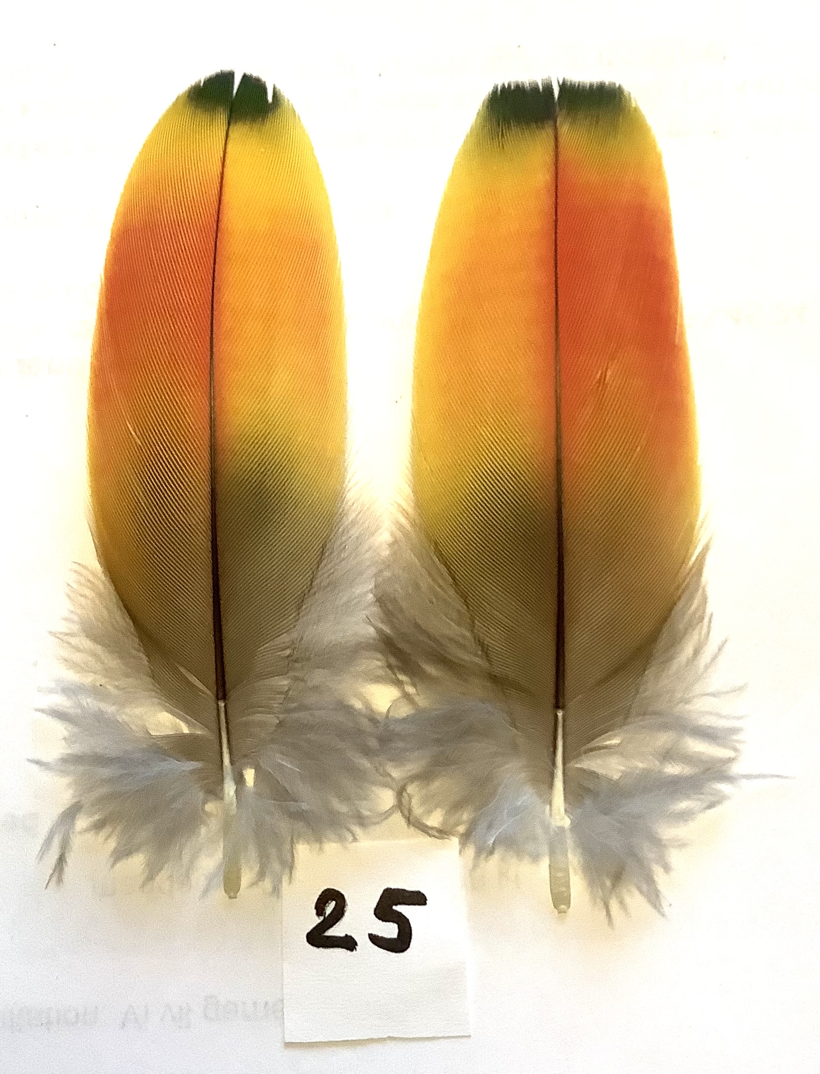 Parot shoulderfeather 24
