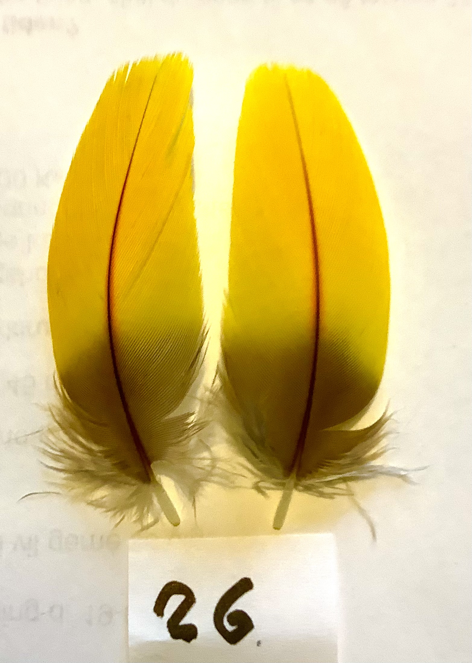 Papeg�je skulderfjer 26