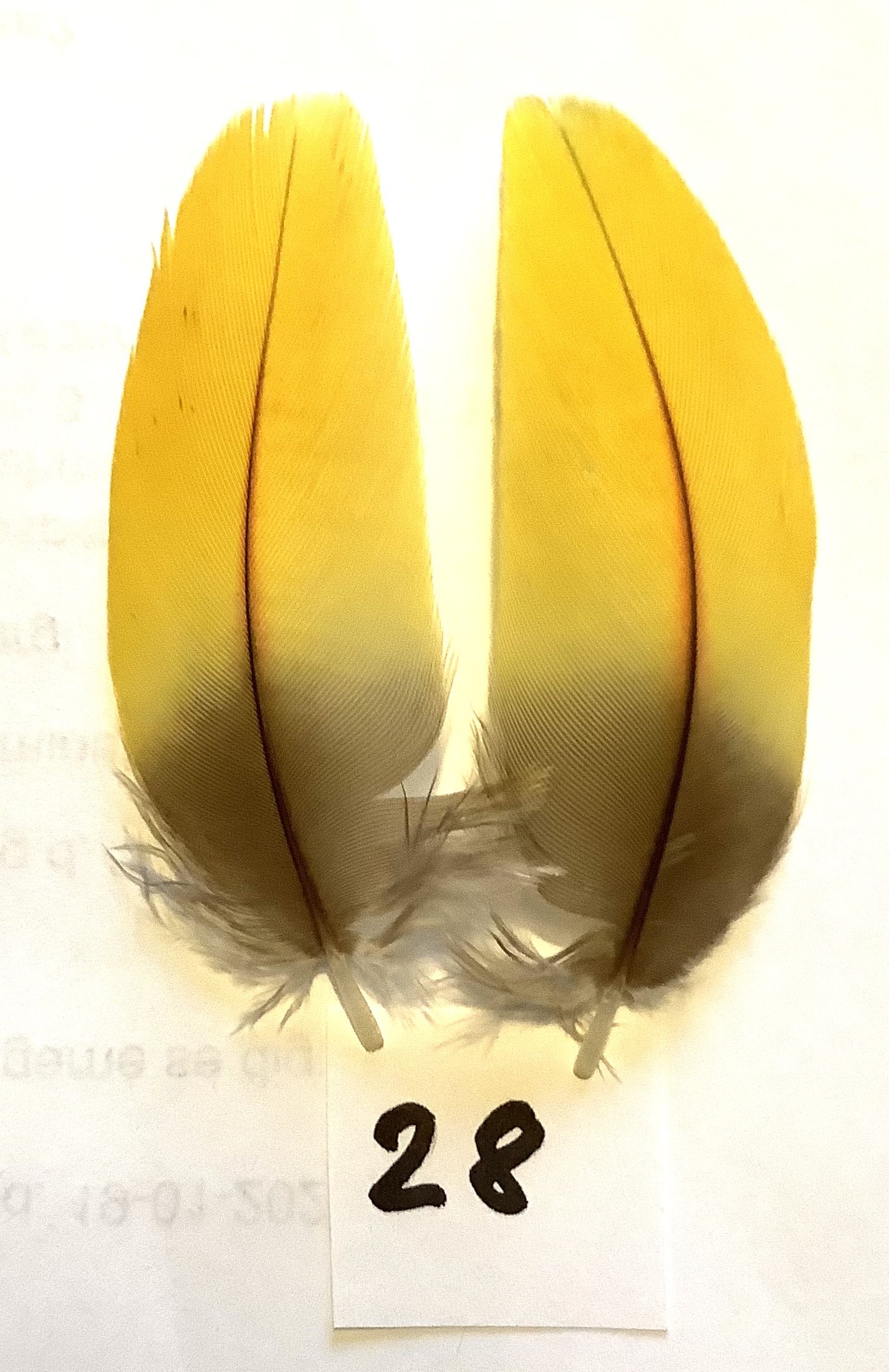 Parot shoulderfeather 28