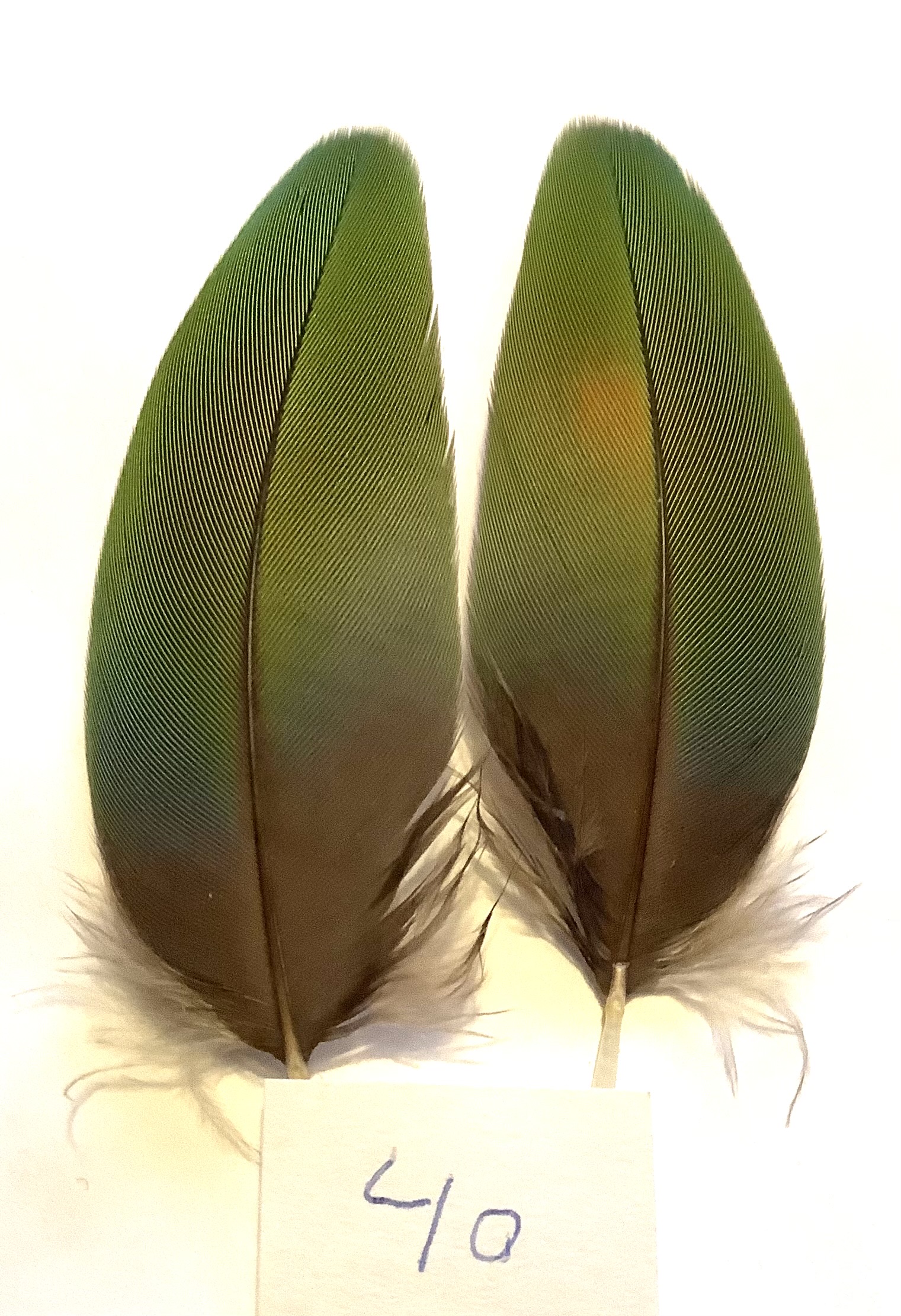 Papeg�je skulderfjer 40