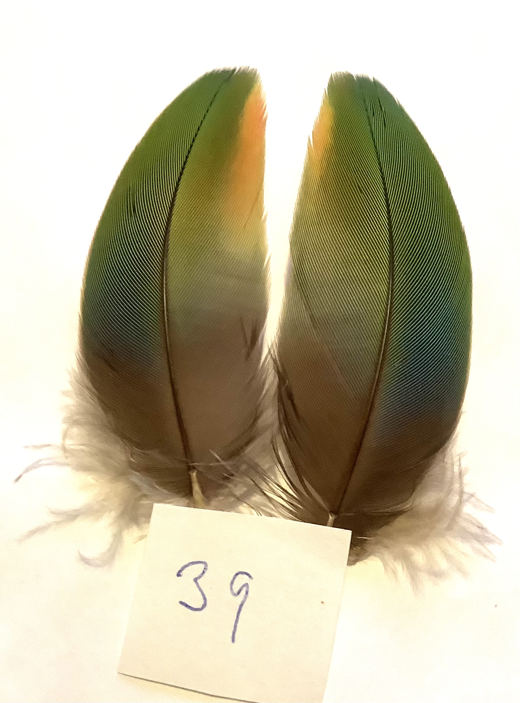 Papeg�je skulderfjer 39