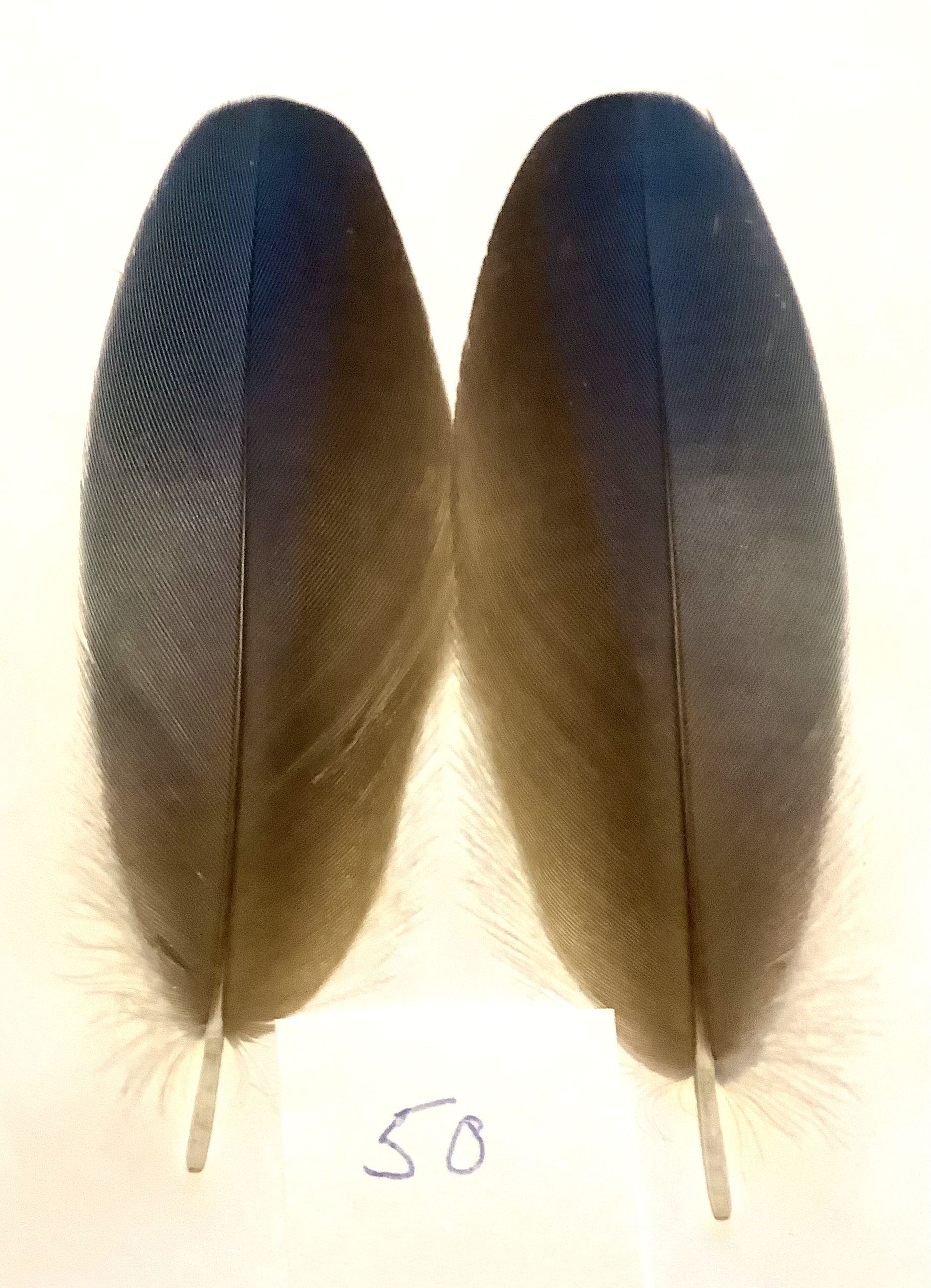 Papeg�je skulderfjer 50