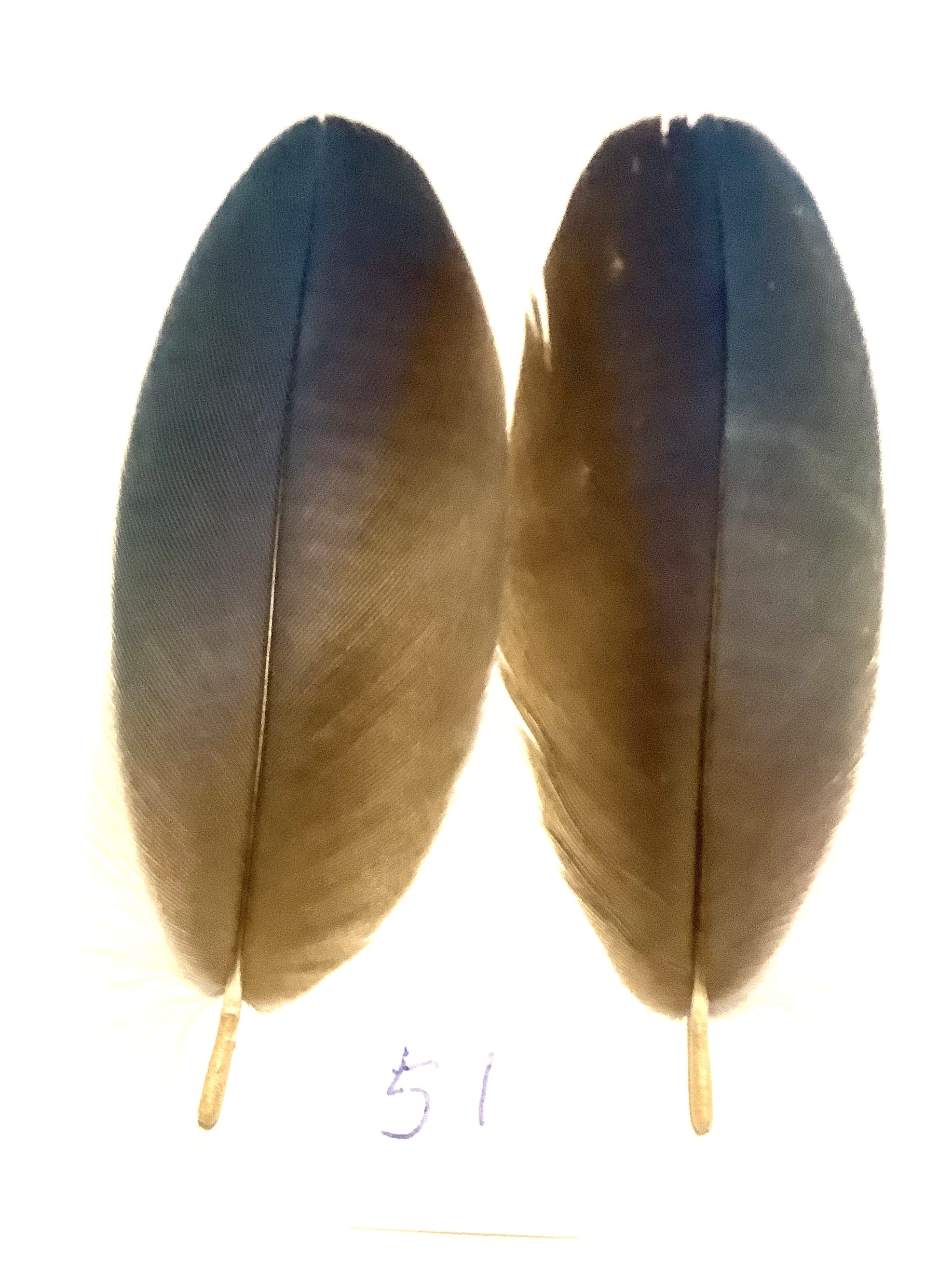 Papeg�je skulderfjer 51