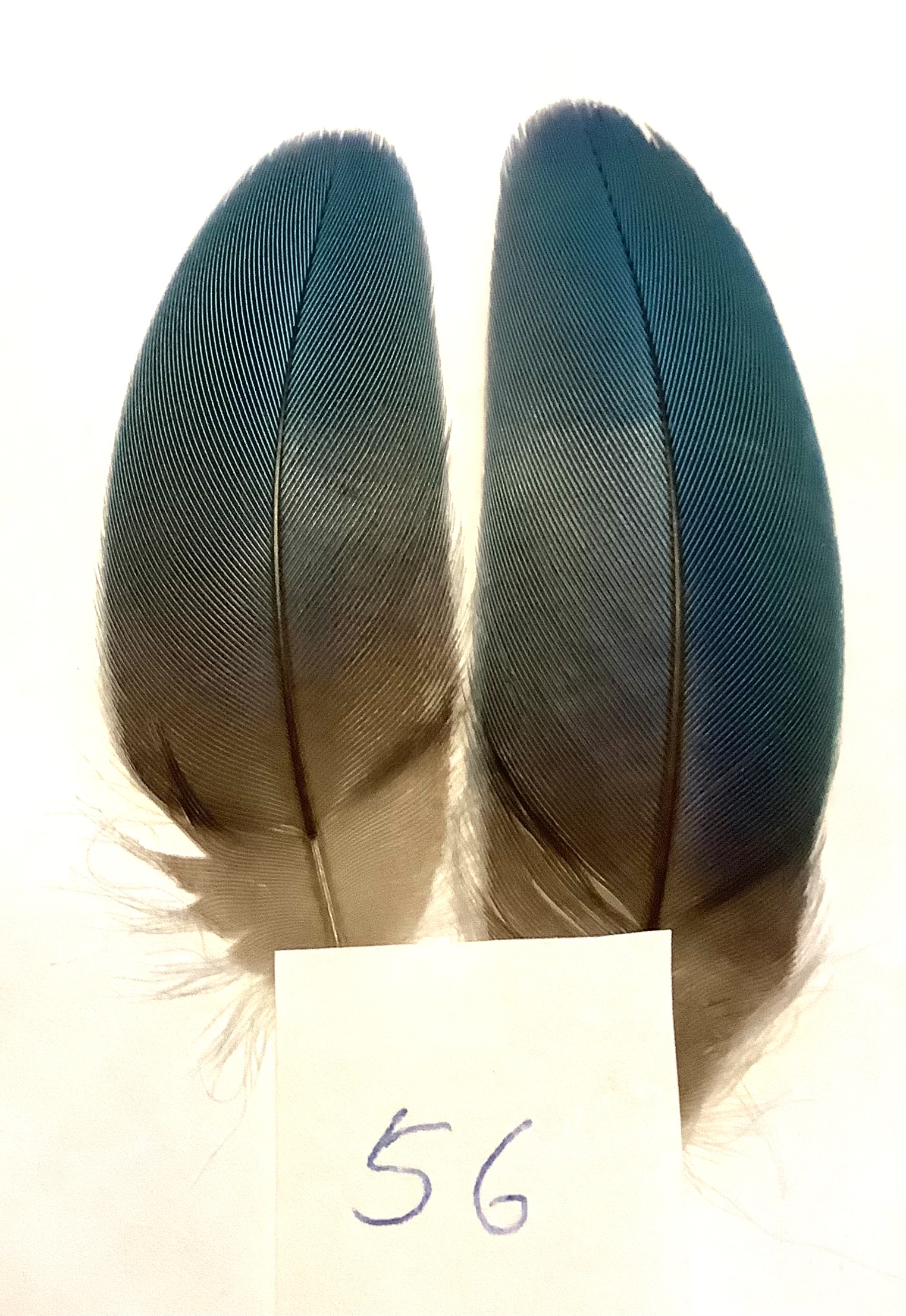 Papeg�je skulderfjer 56