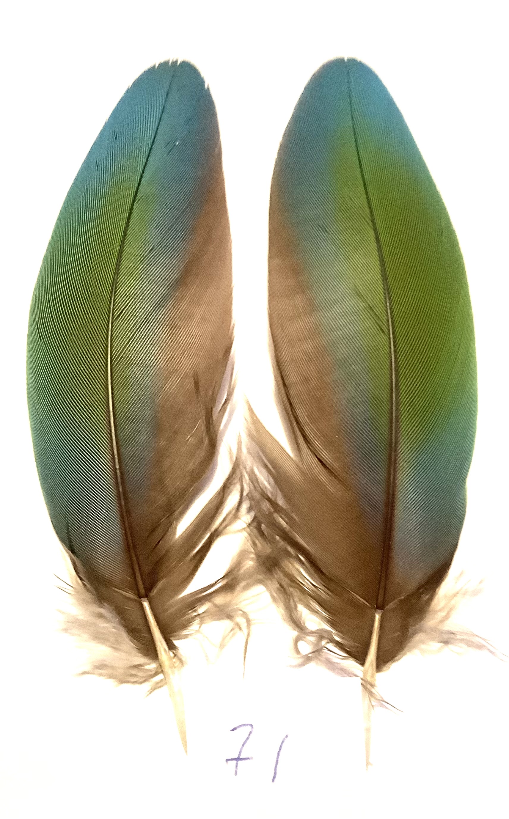 Papeg�je skulderfjer 71