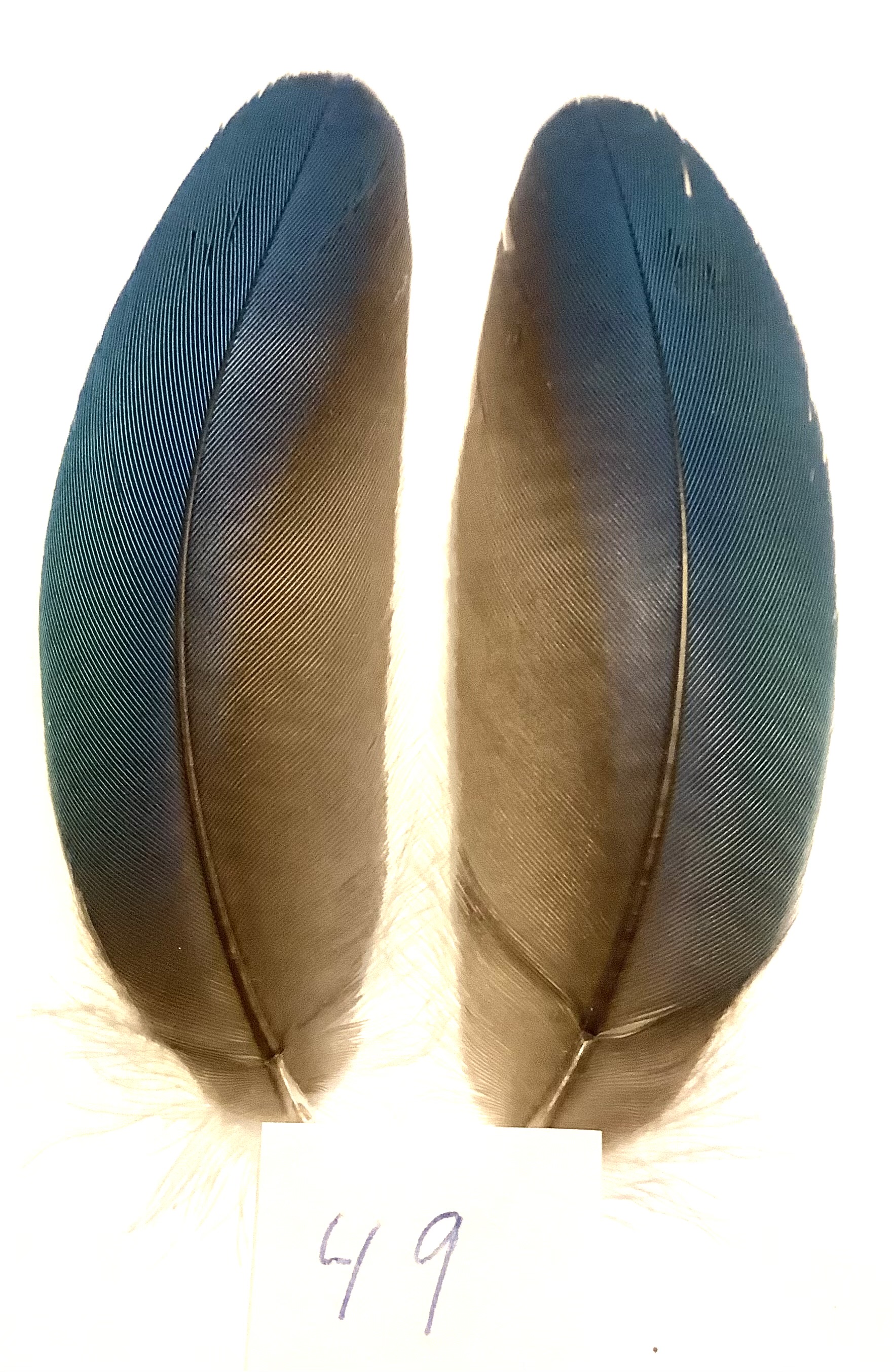 Papeg�je skulderfjer 49