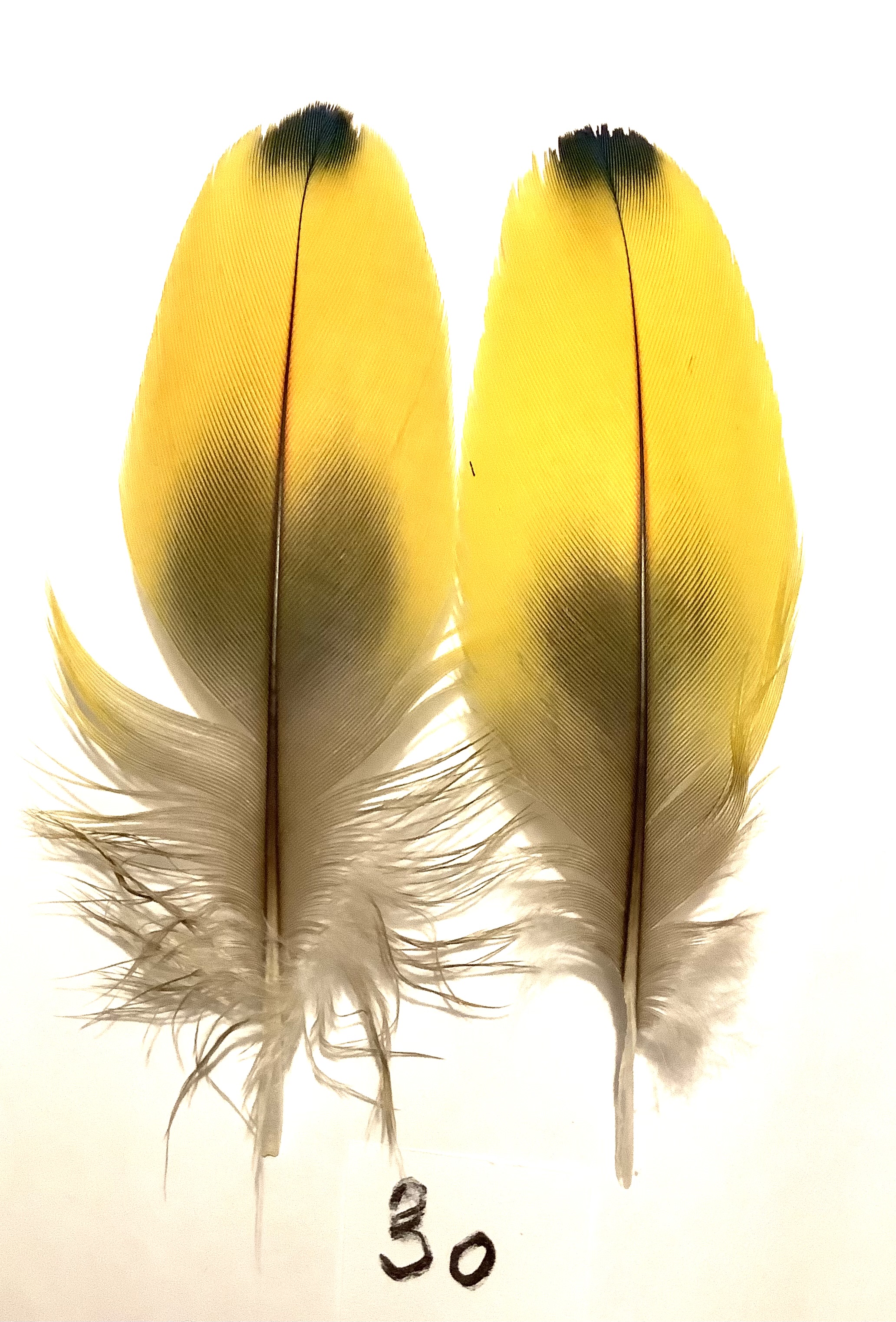 Papeg�je skulderfjer 30