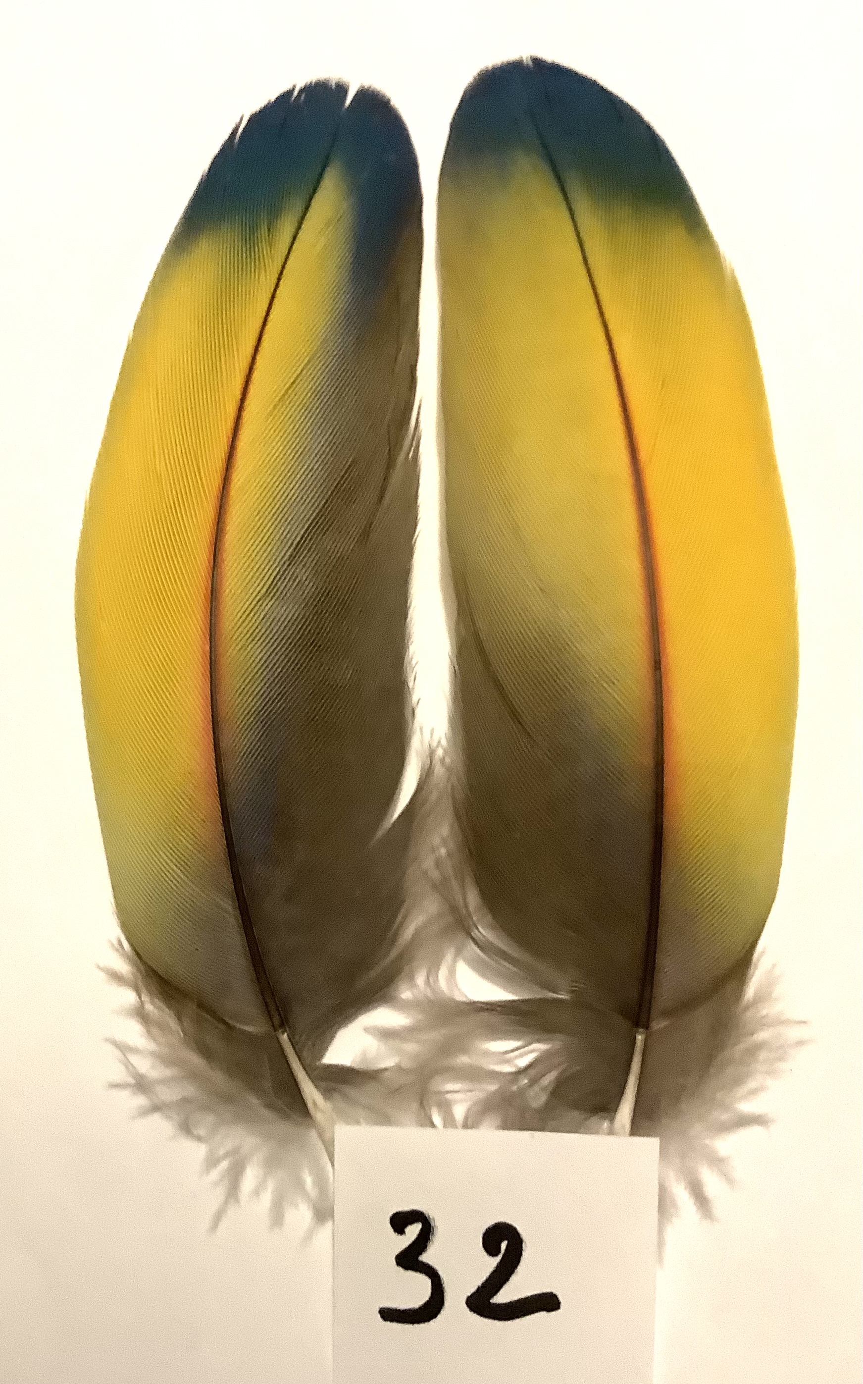 Papeg�je skulderfjer 32