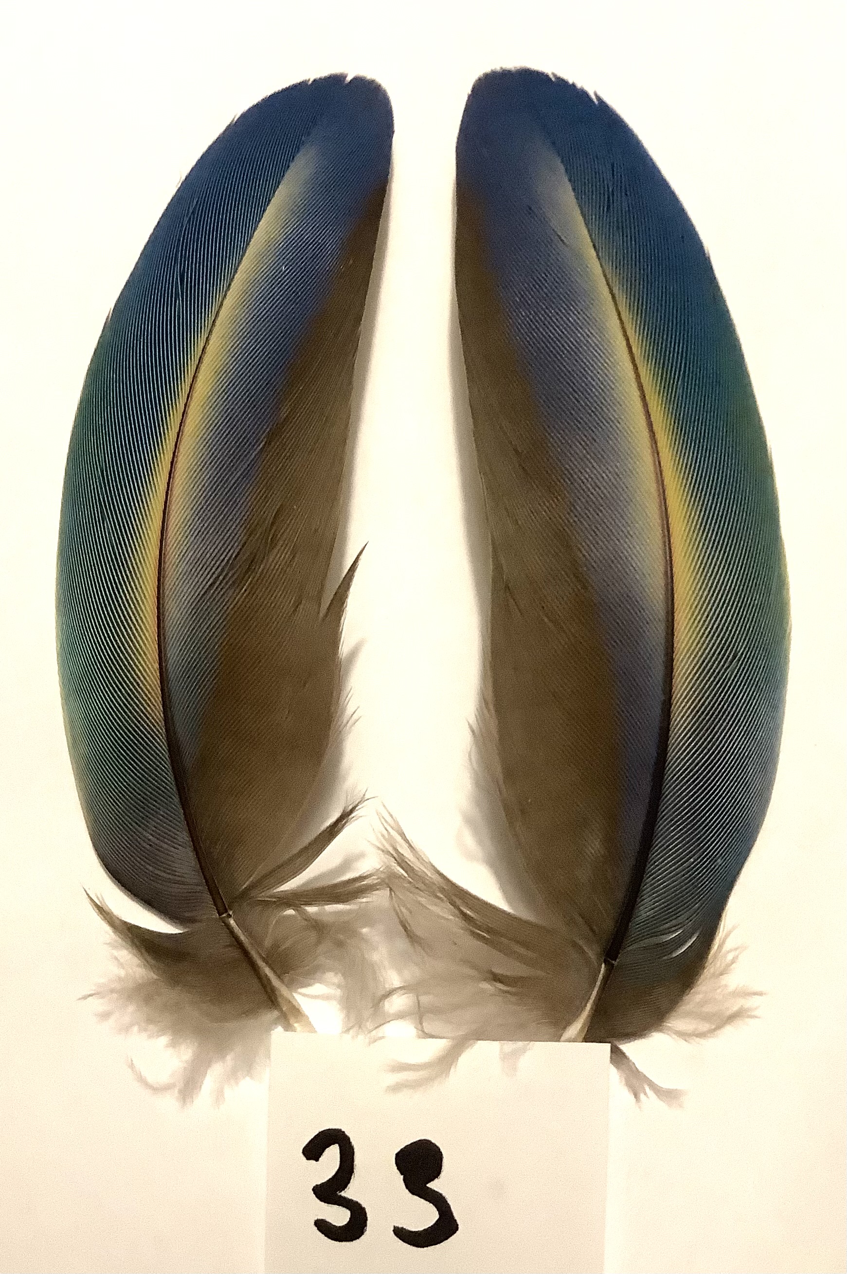 Papeg�je skulderfjer 33