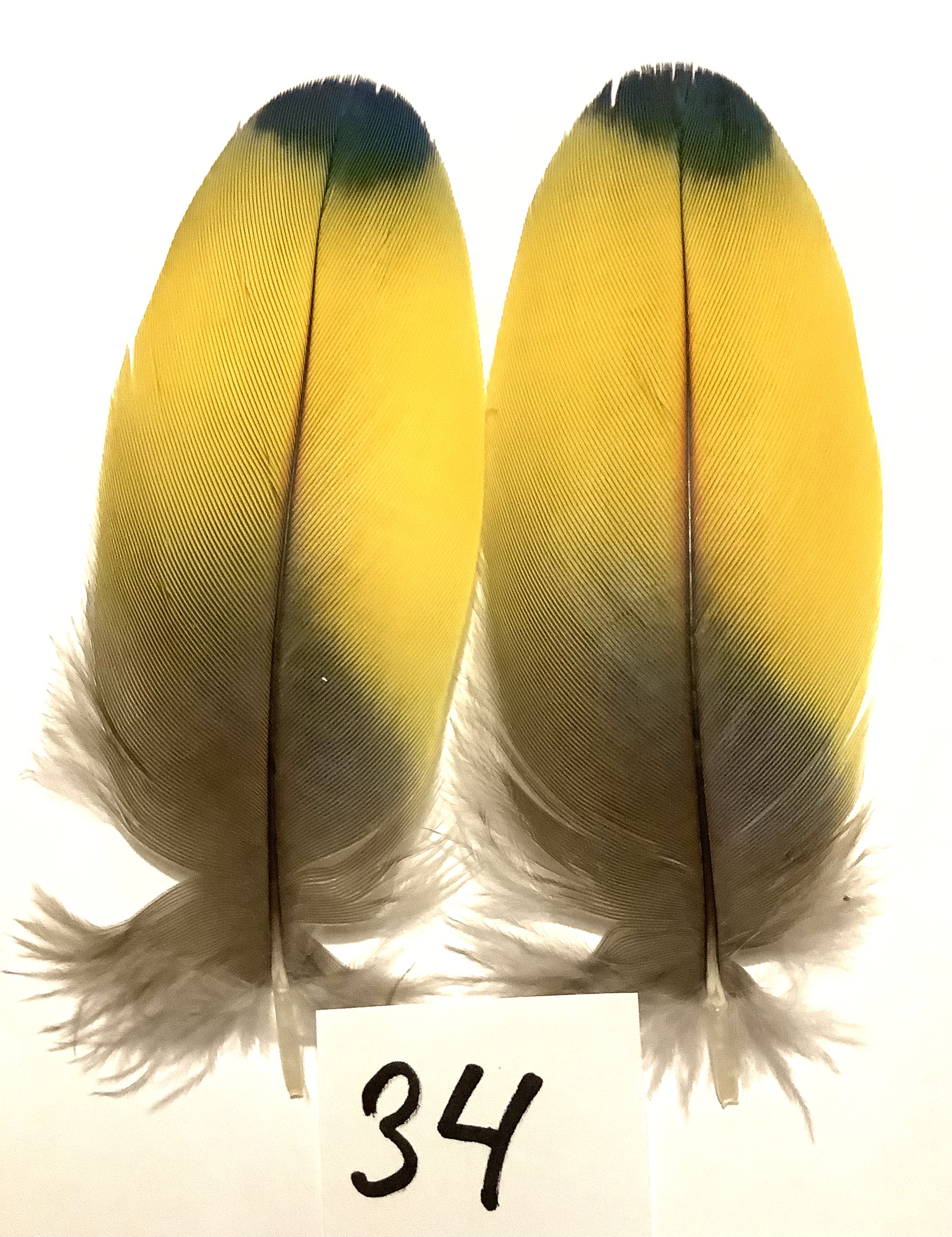 Papeg�je skulderfjer 34