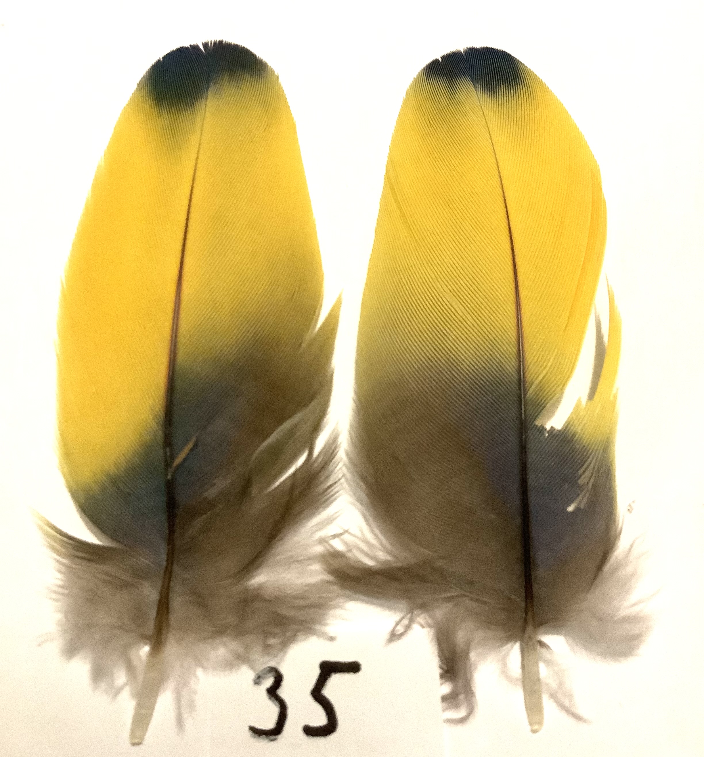 Papeg�je skulderfjer 35