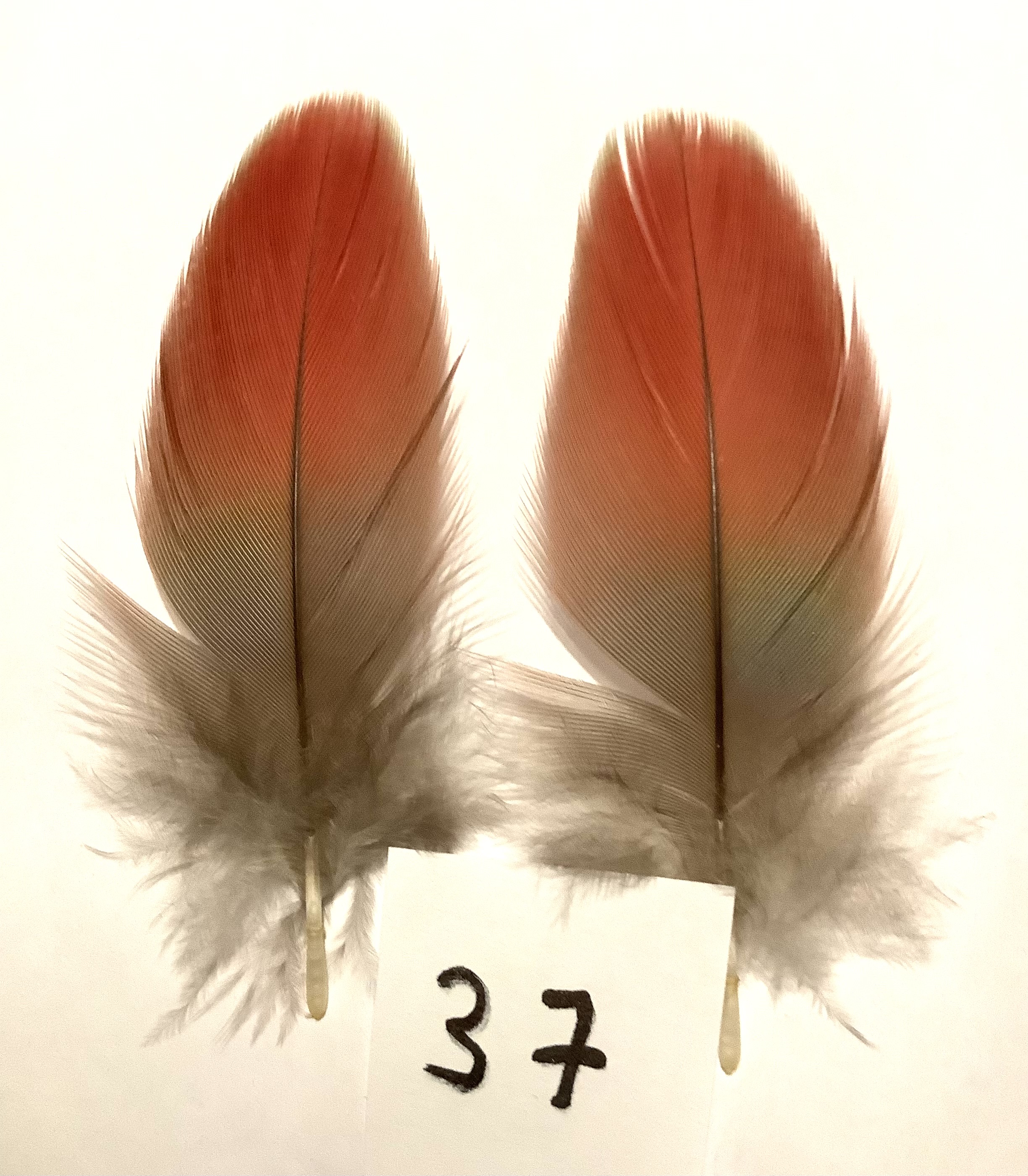 Papeg�je skulderfjer 37