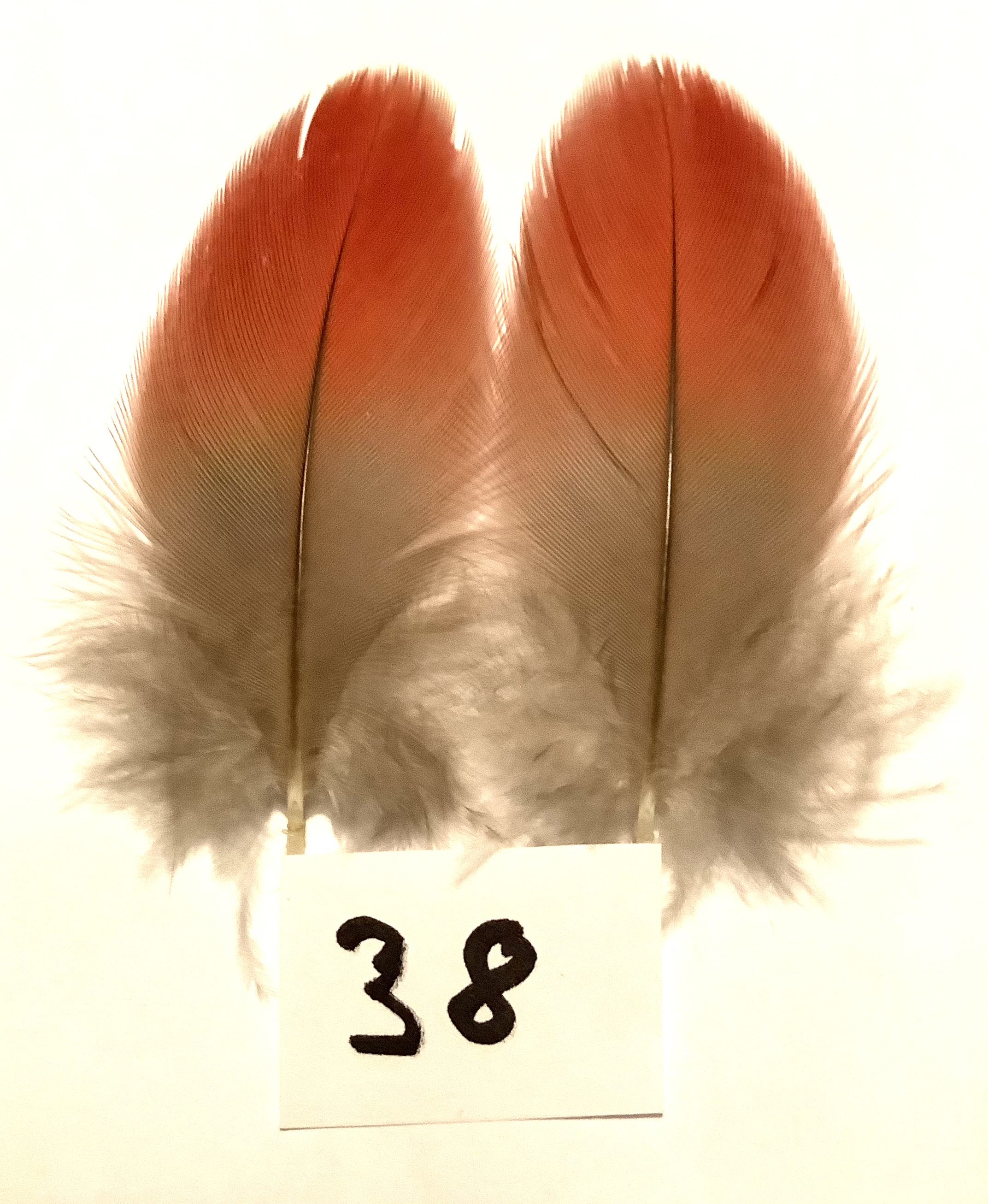 Papeg�je skulderfjer 38