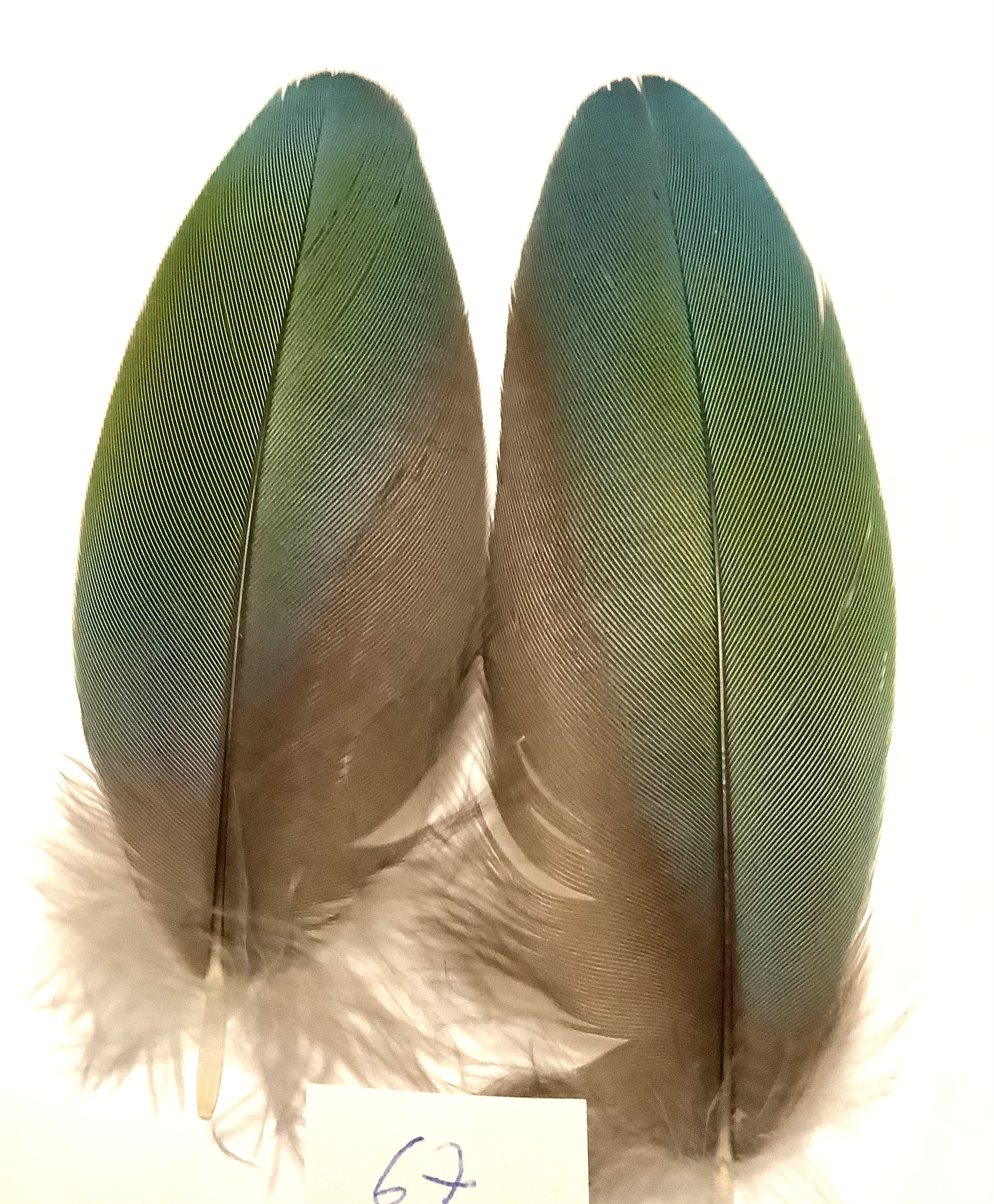 Papeg�je skulderfjer 67