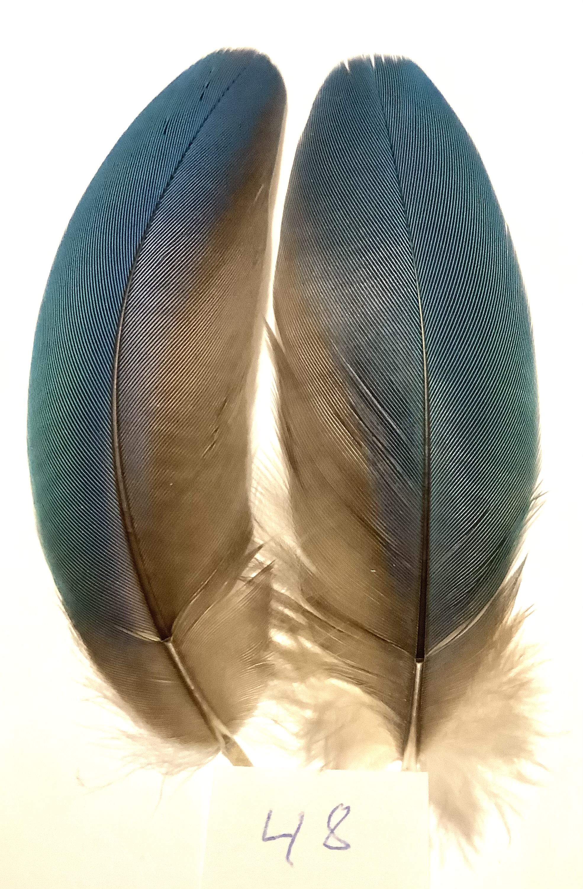 Papeg�je skulderfjer 48