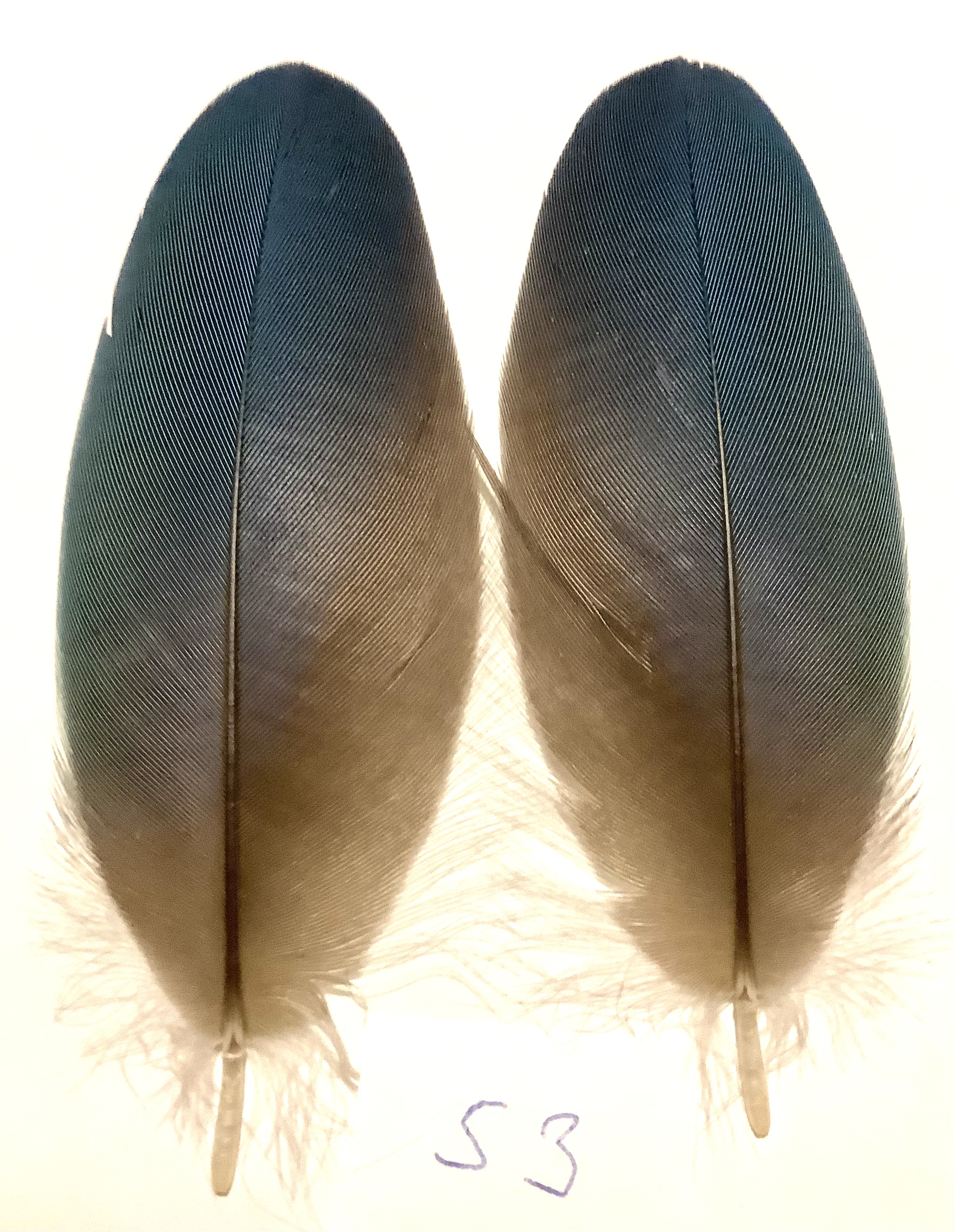 Papeg�je skulderfjer 53