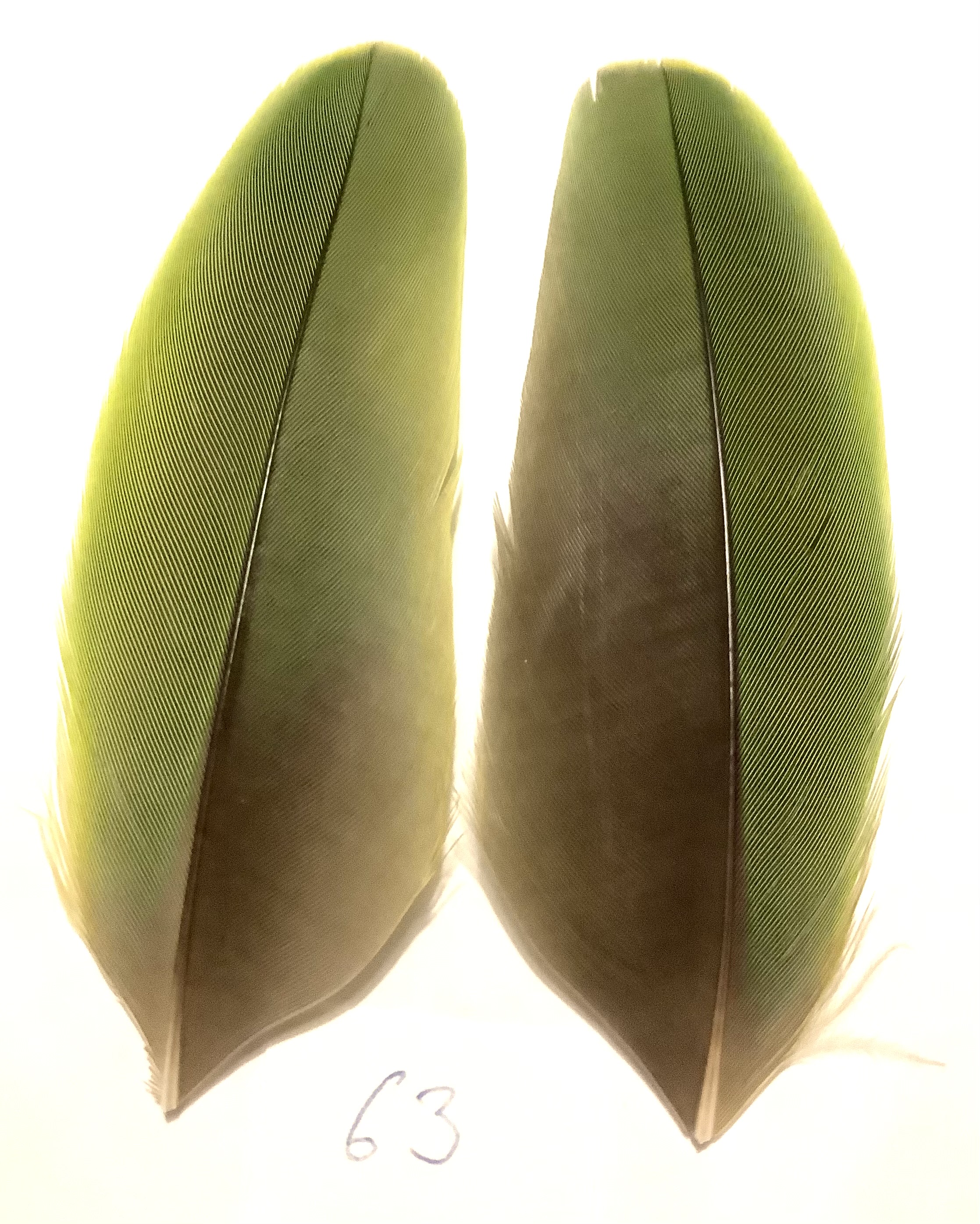 Papeg�je skulderfjer 63