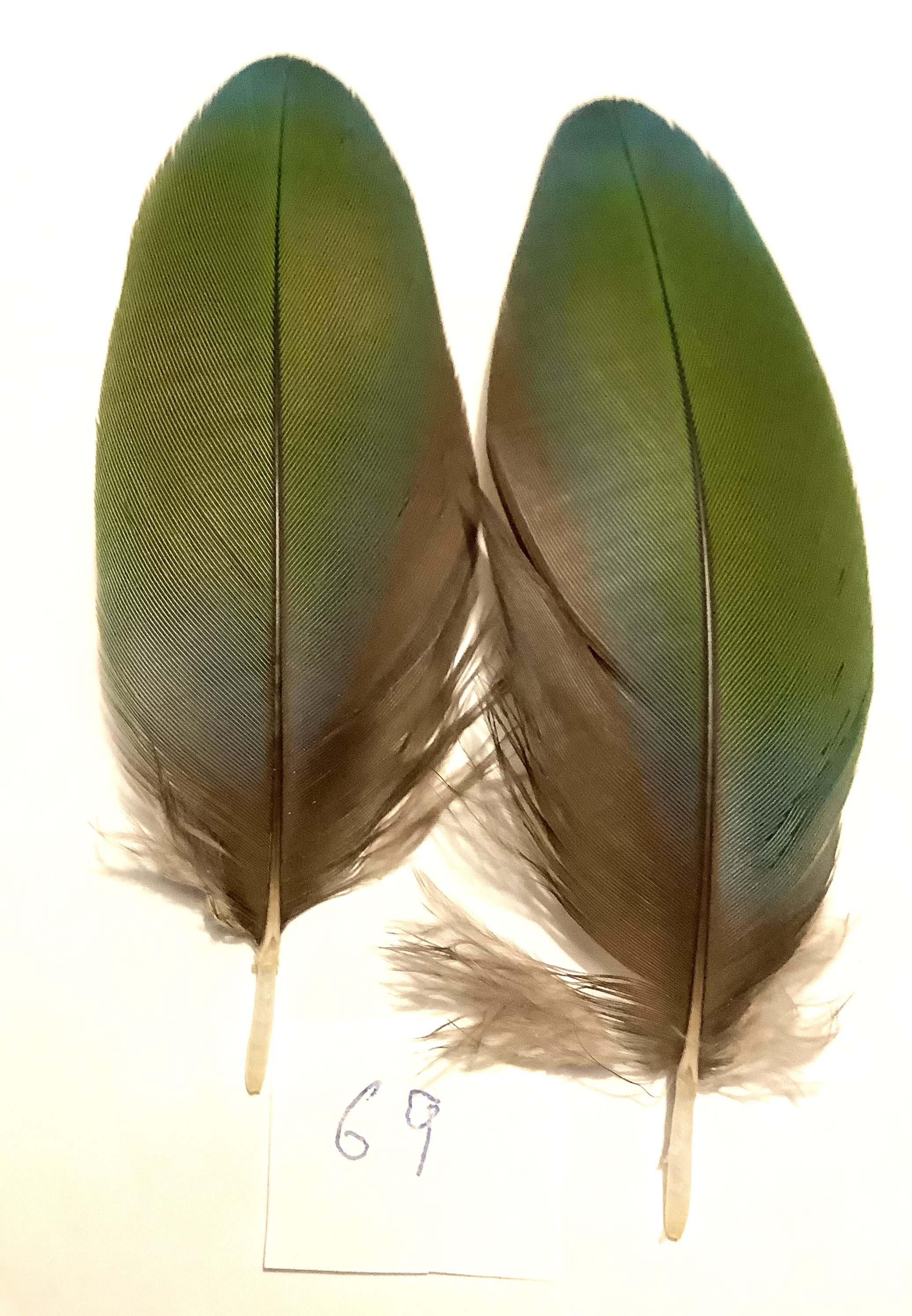 Papeg�je skulderfjer 69