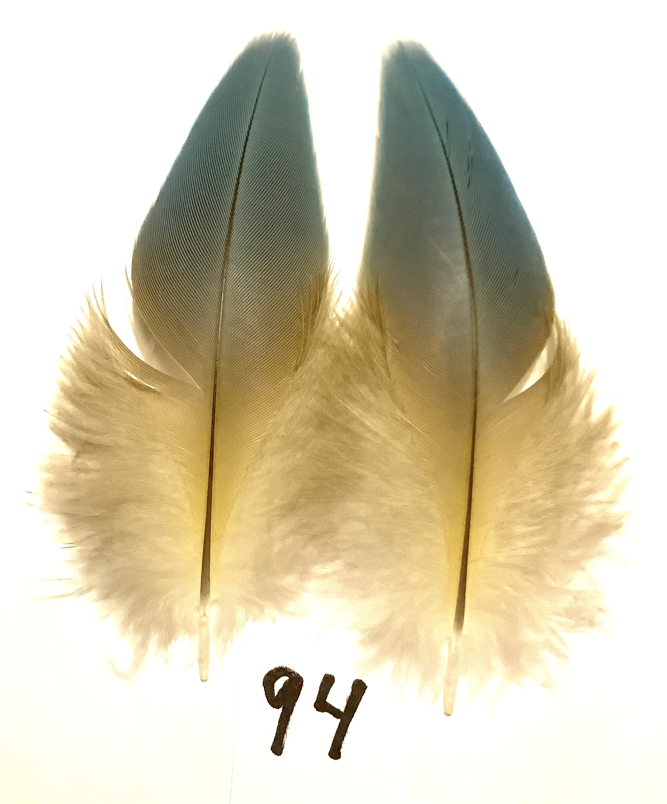 Papeg�je skulderfjer 94