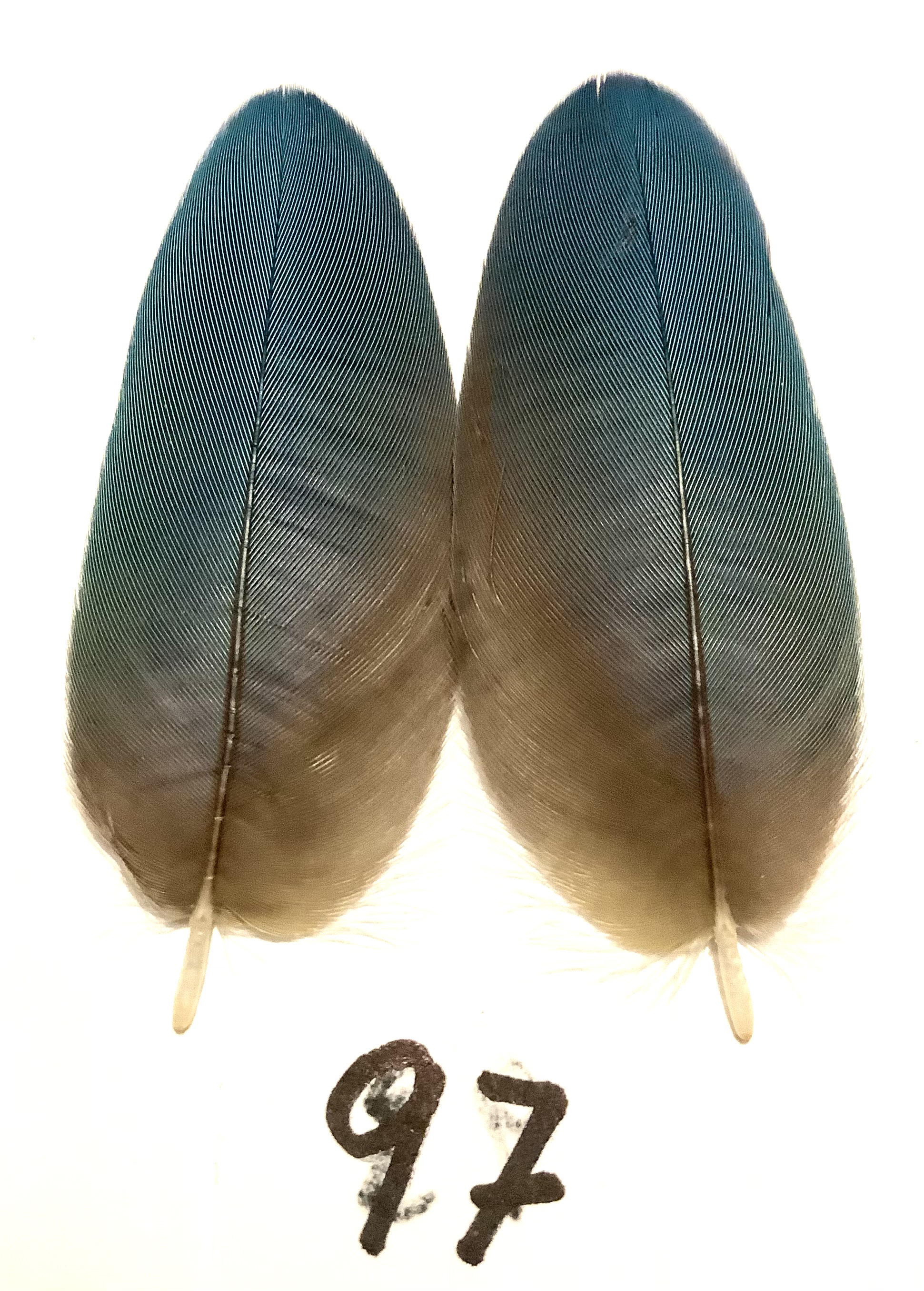 Parot shoulderfeather 97