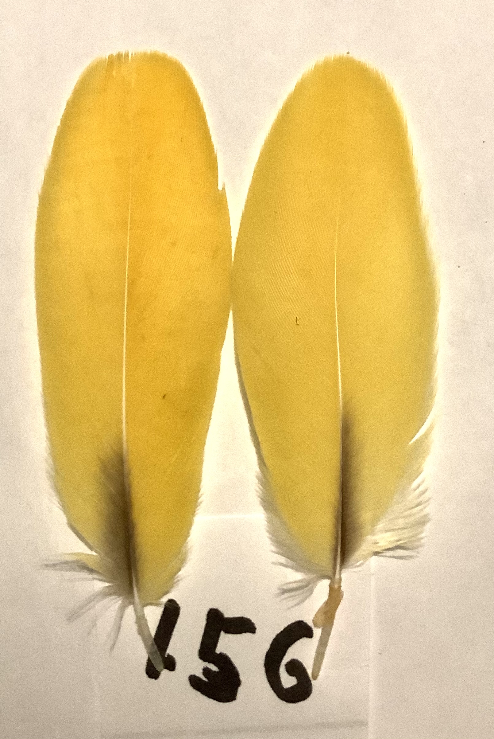 Macaw innerwing feather 156