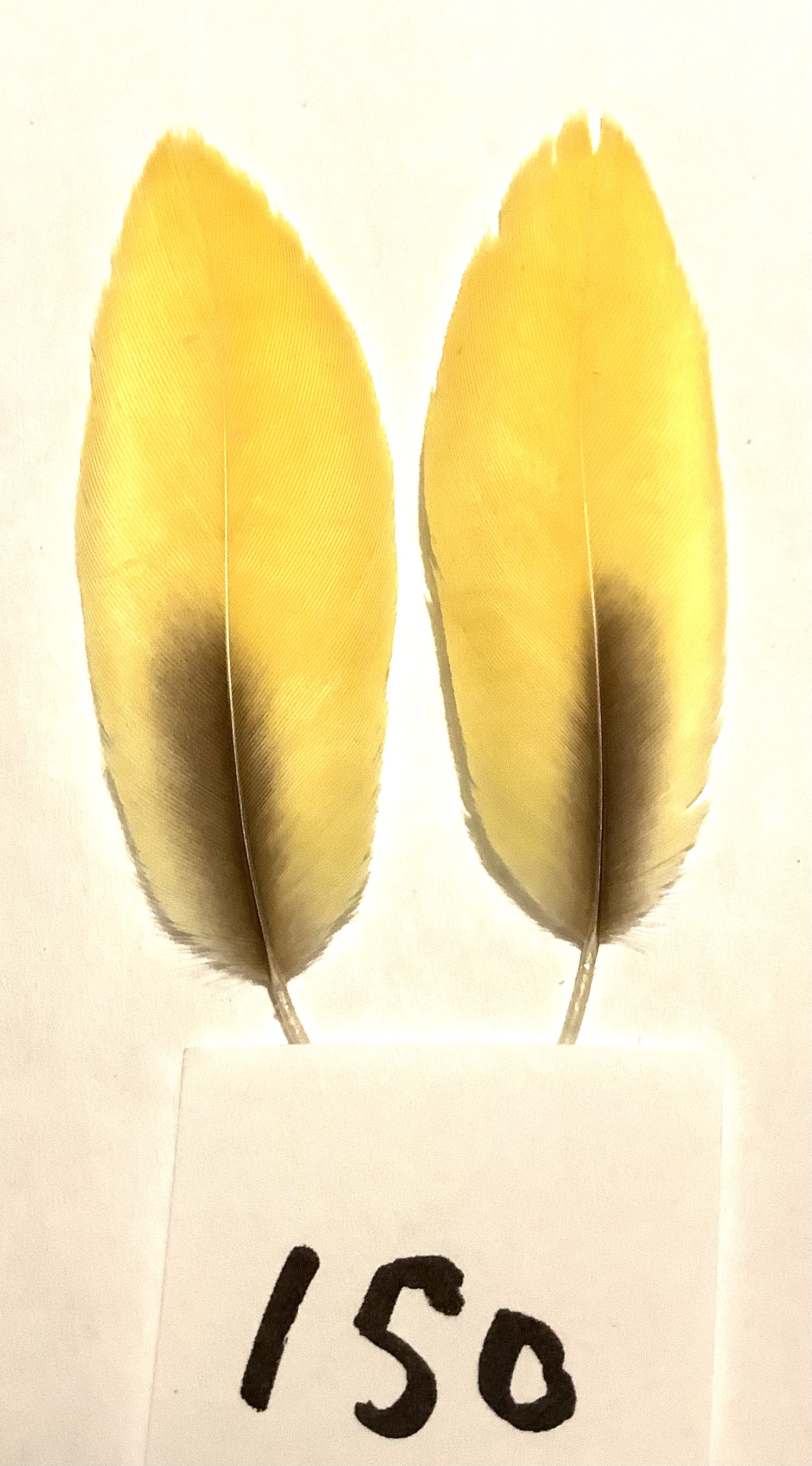 Macaw innerwing feather 150