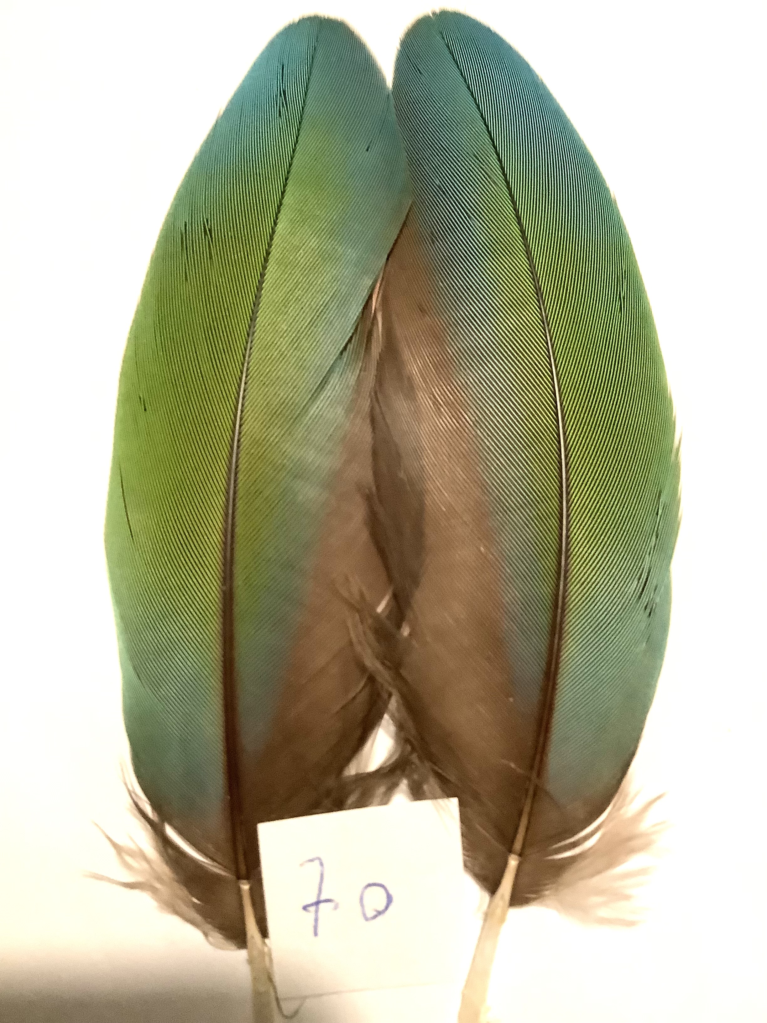 Papeg�je skulderfjer 70