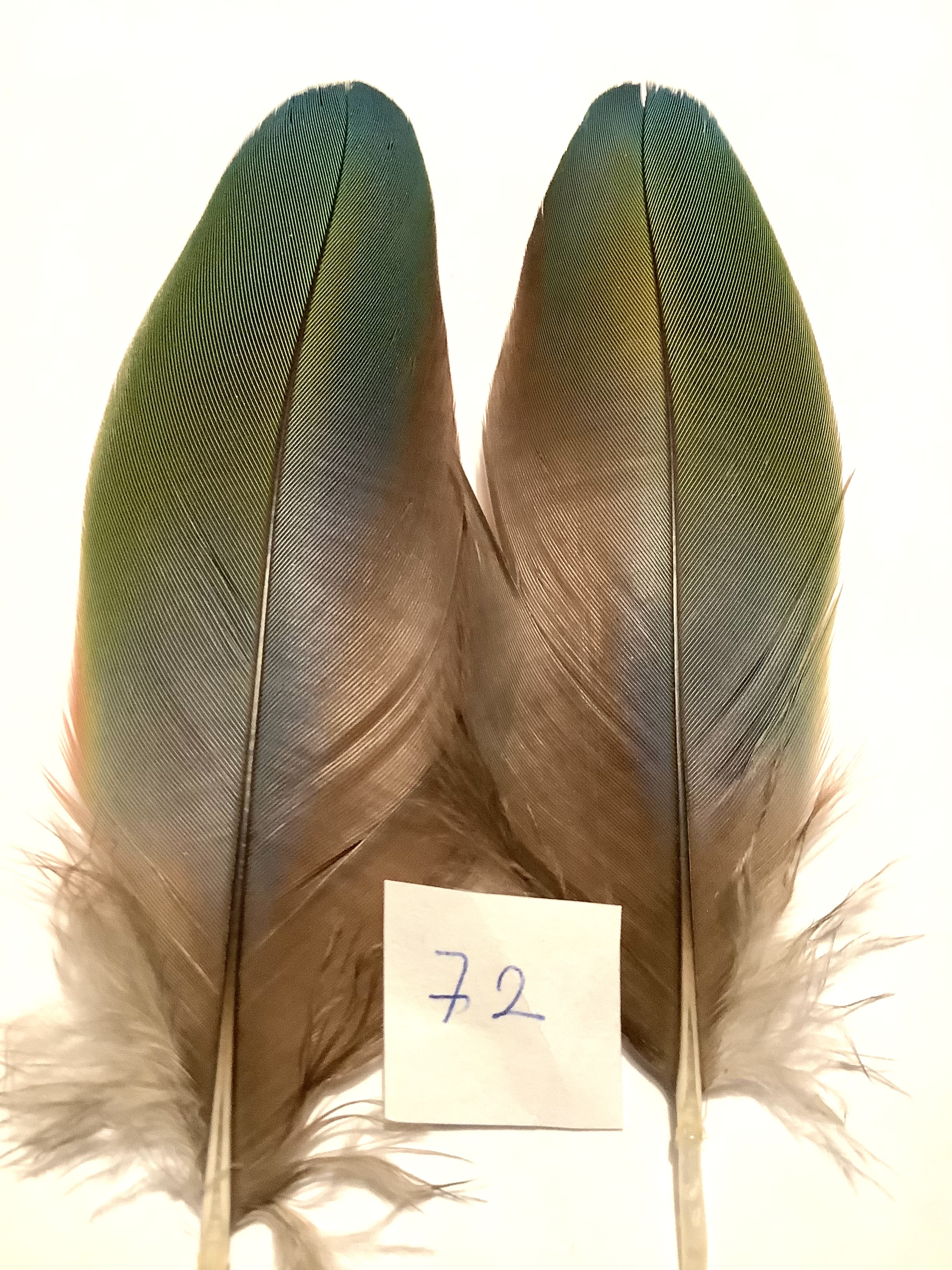 Papeg�je skulderfjer 72