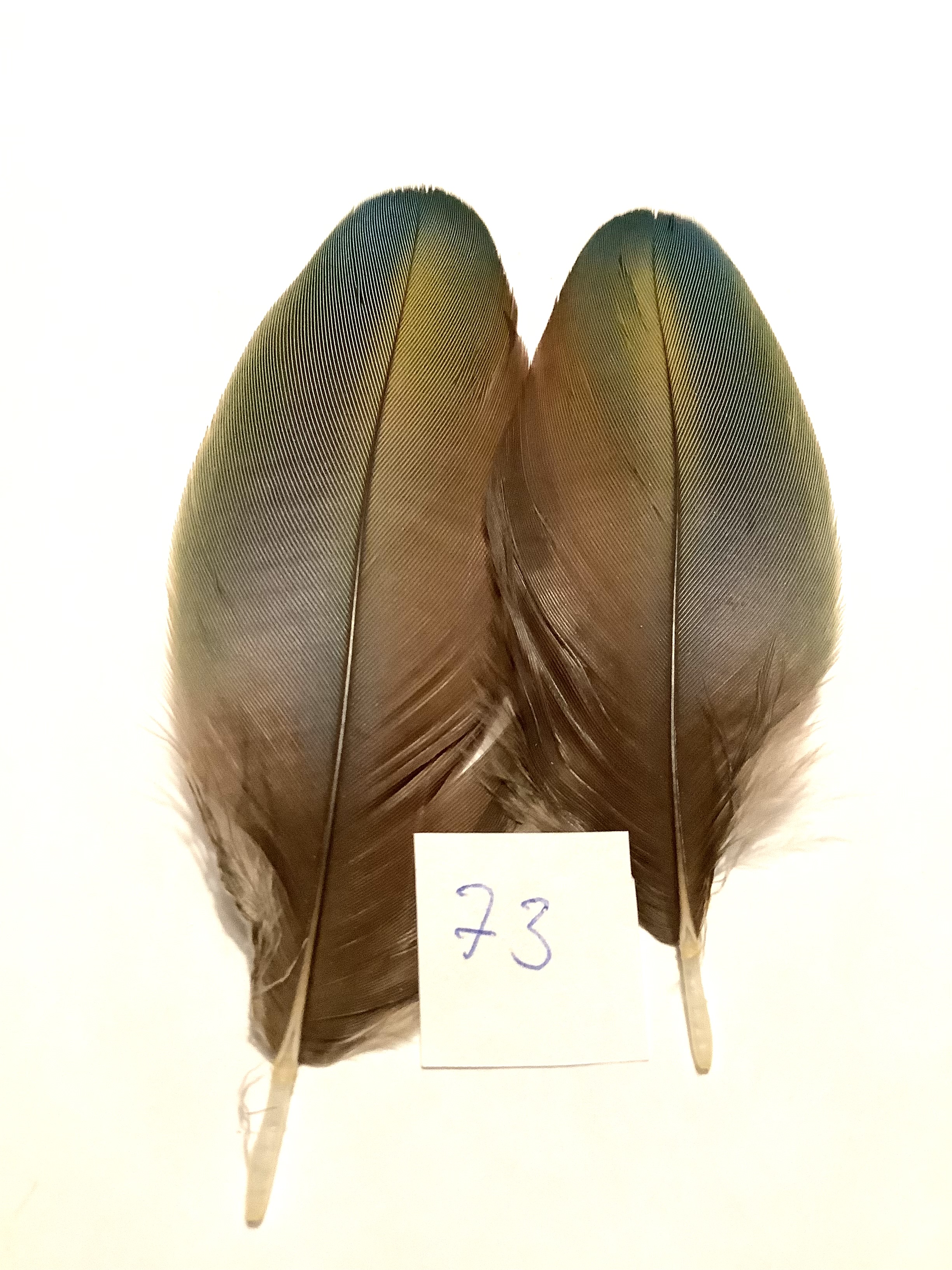 Papeg�je skulderfjer 73