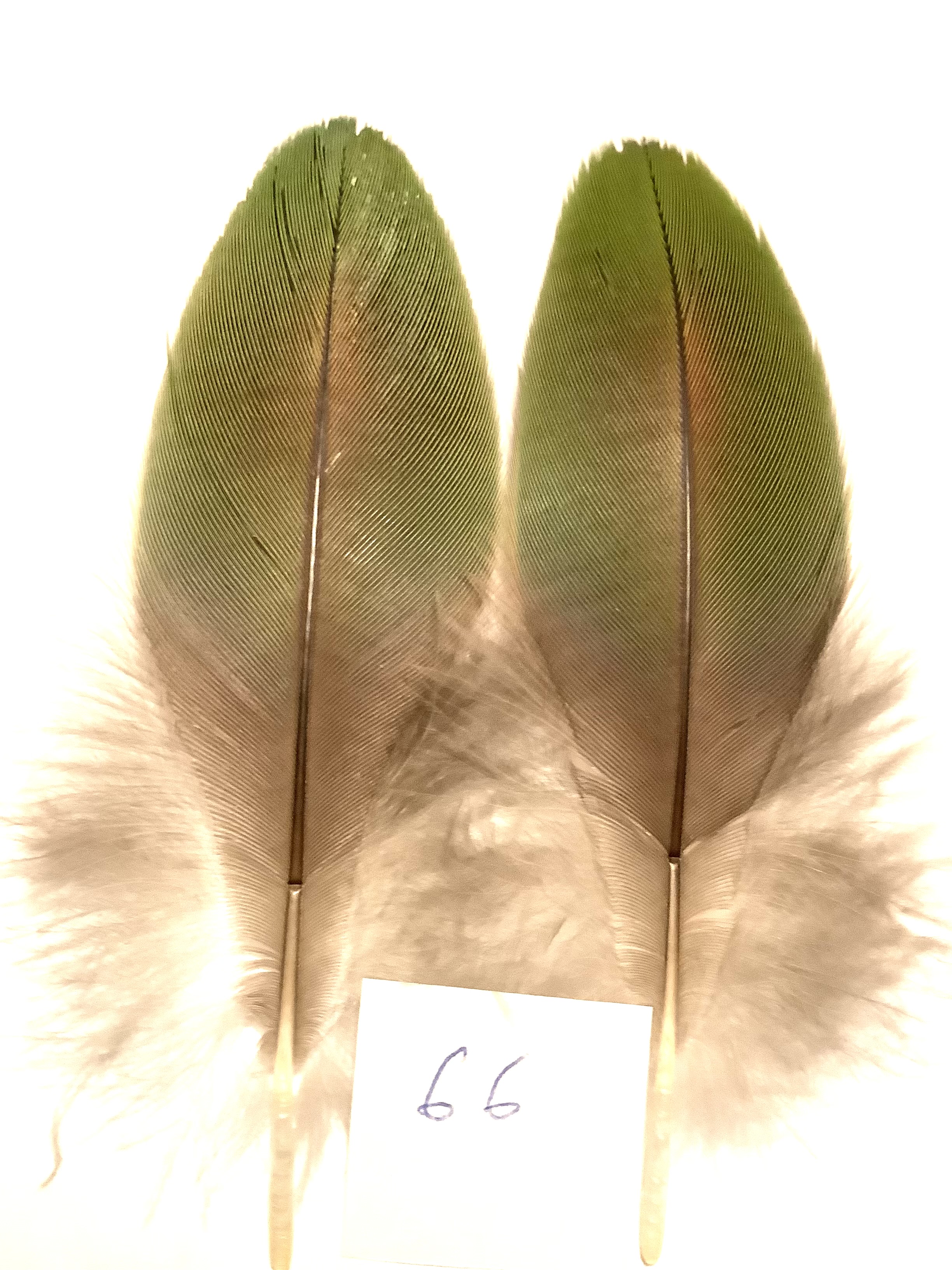 Papeg�je skulderfjer 66