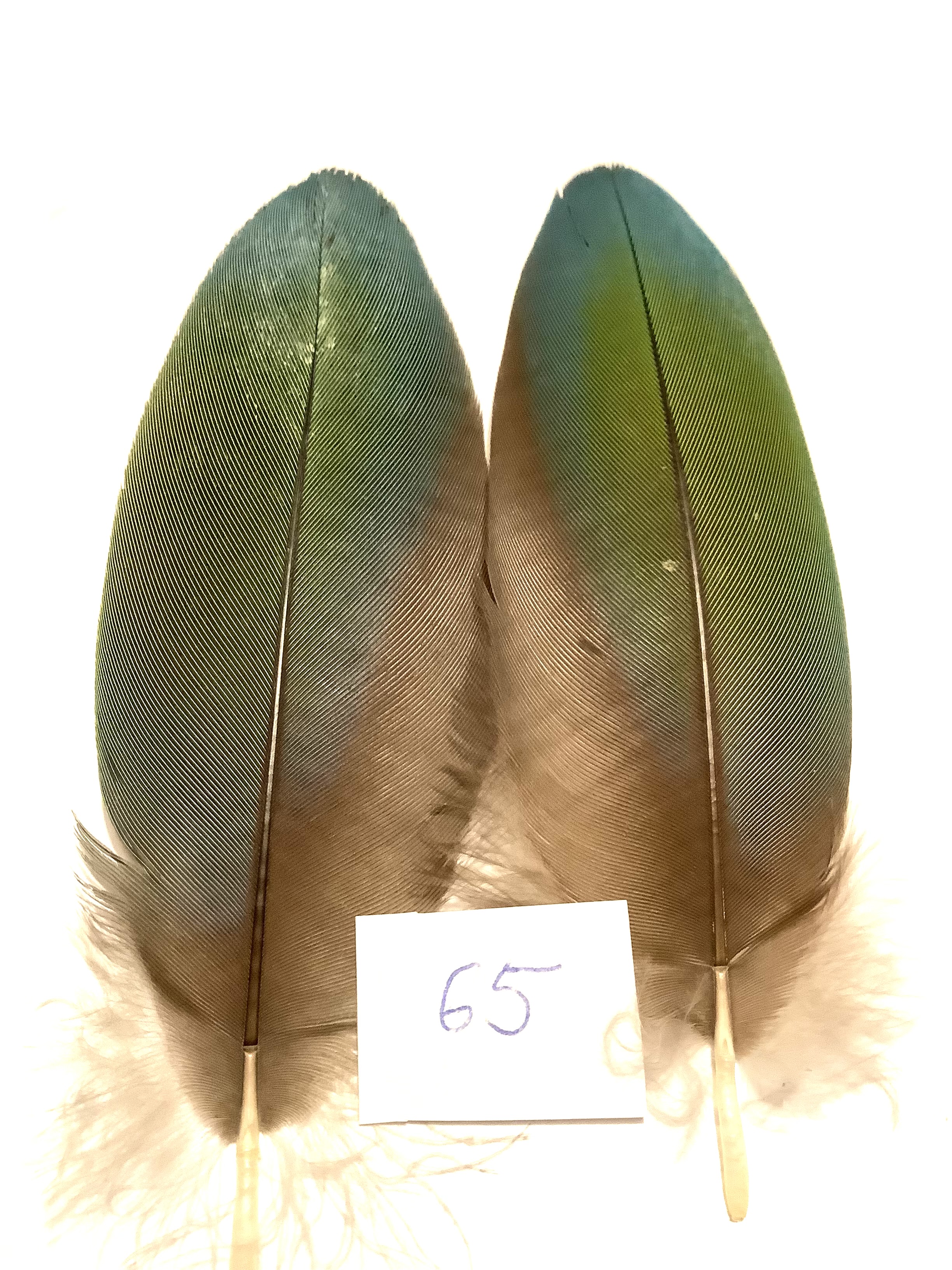 Papeg�je skulderfjer 65