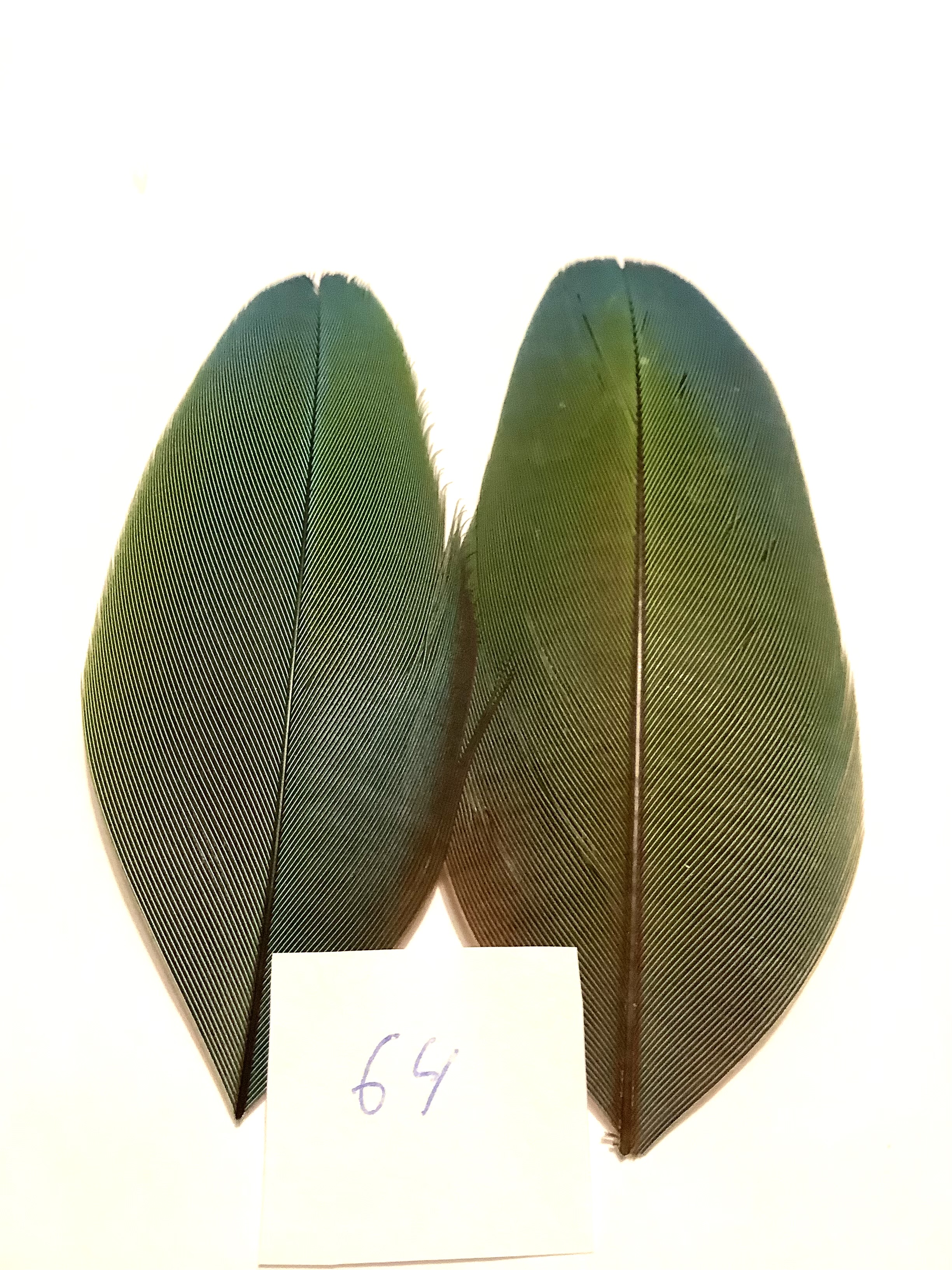 Papeg�je skulderfjer 64