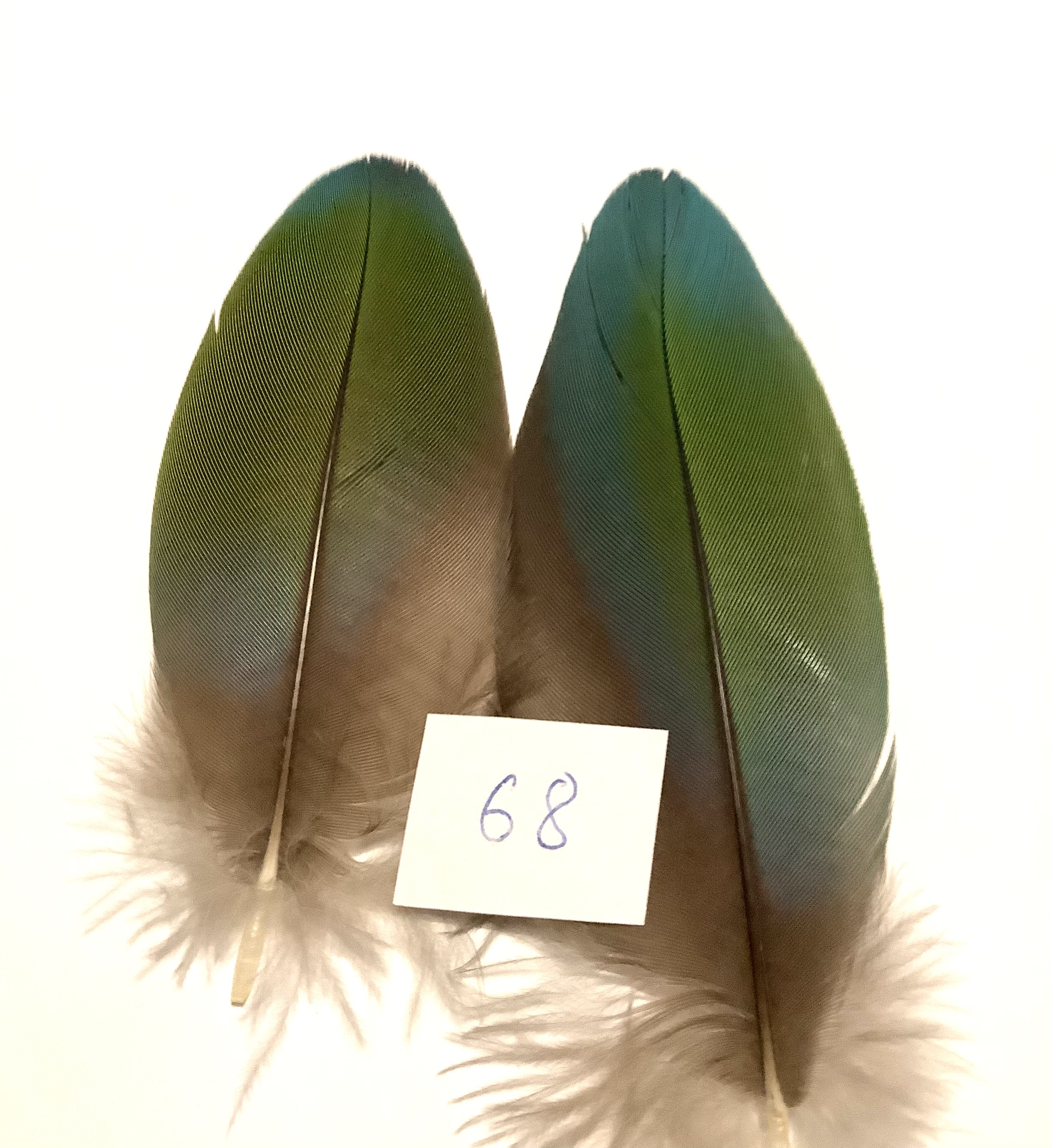 Papeg�je skulderfjer 68