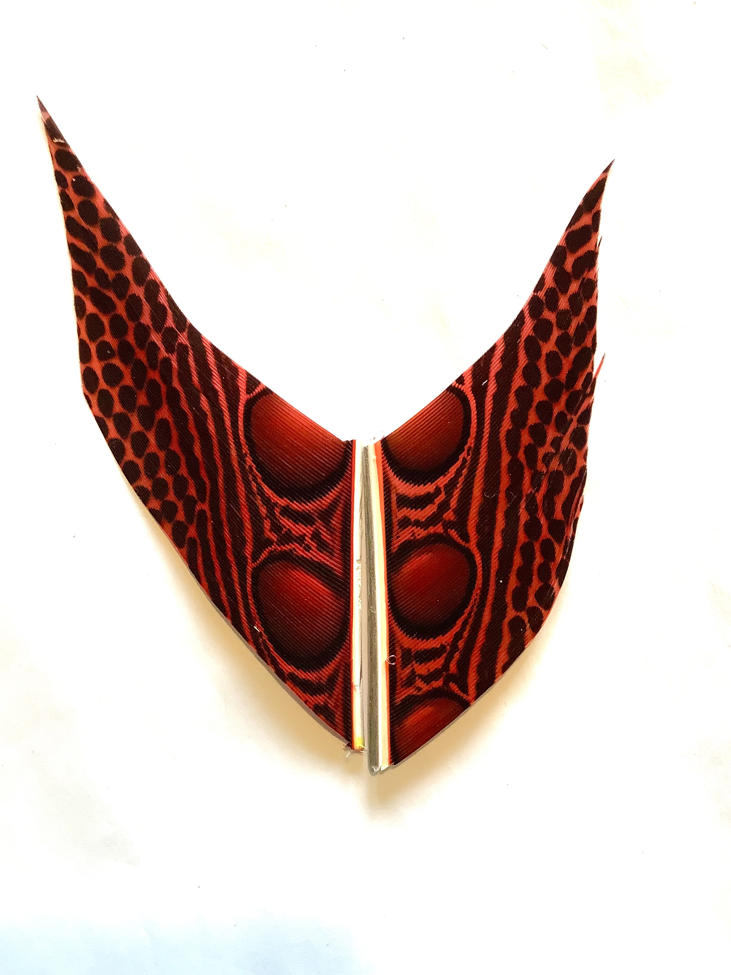 Argus pheasant wing dyed red