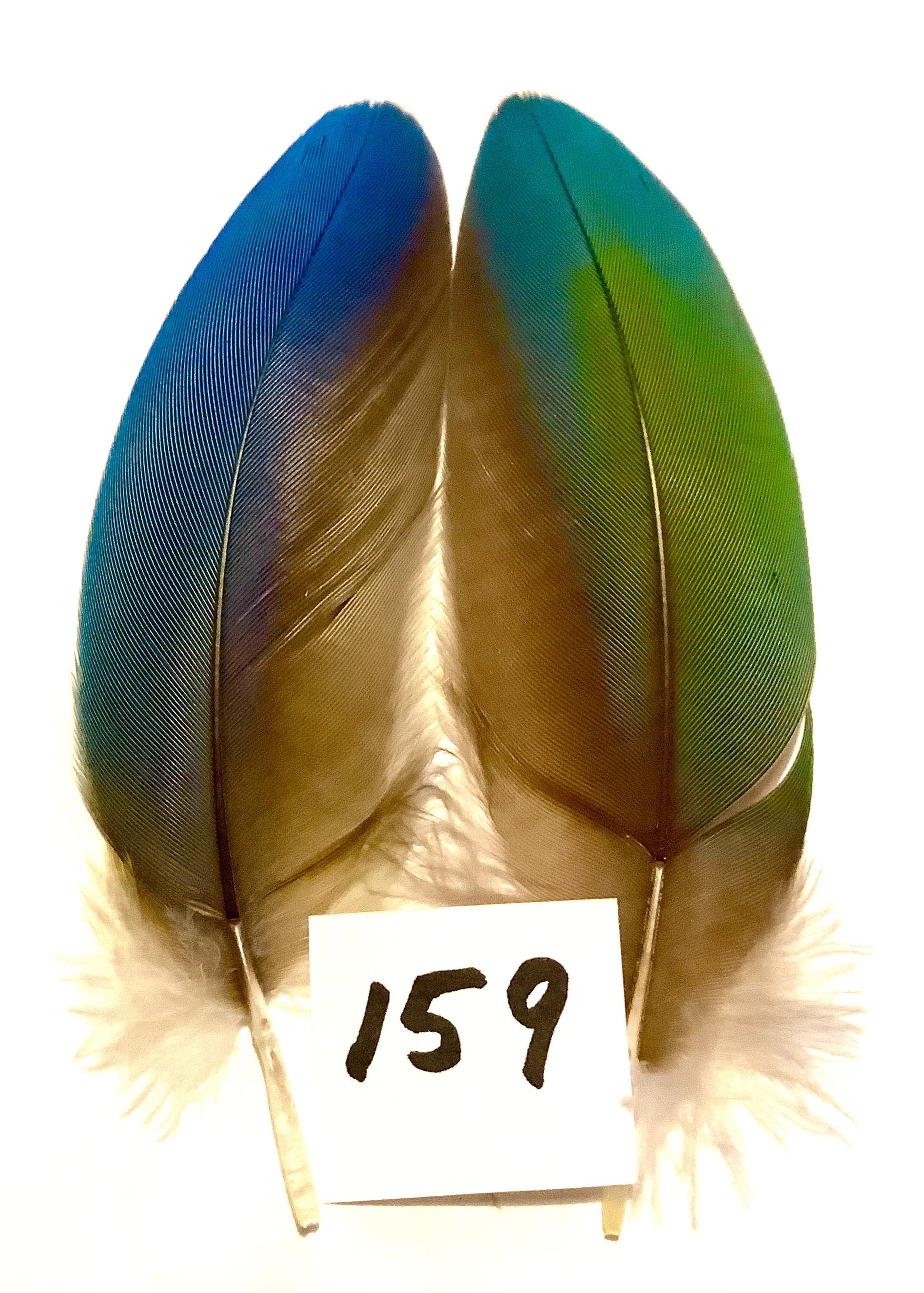 Papeg�je skulderfjer 159