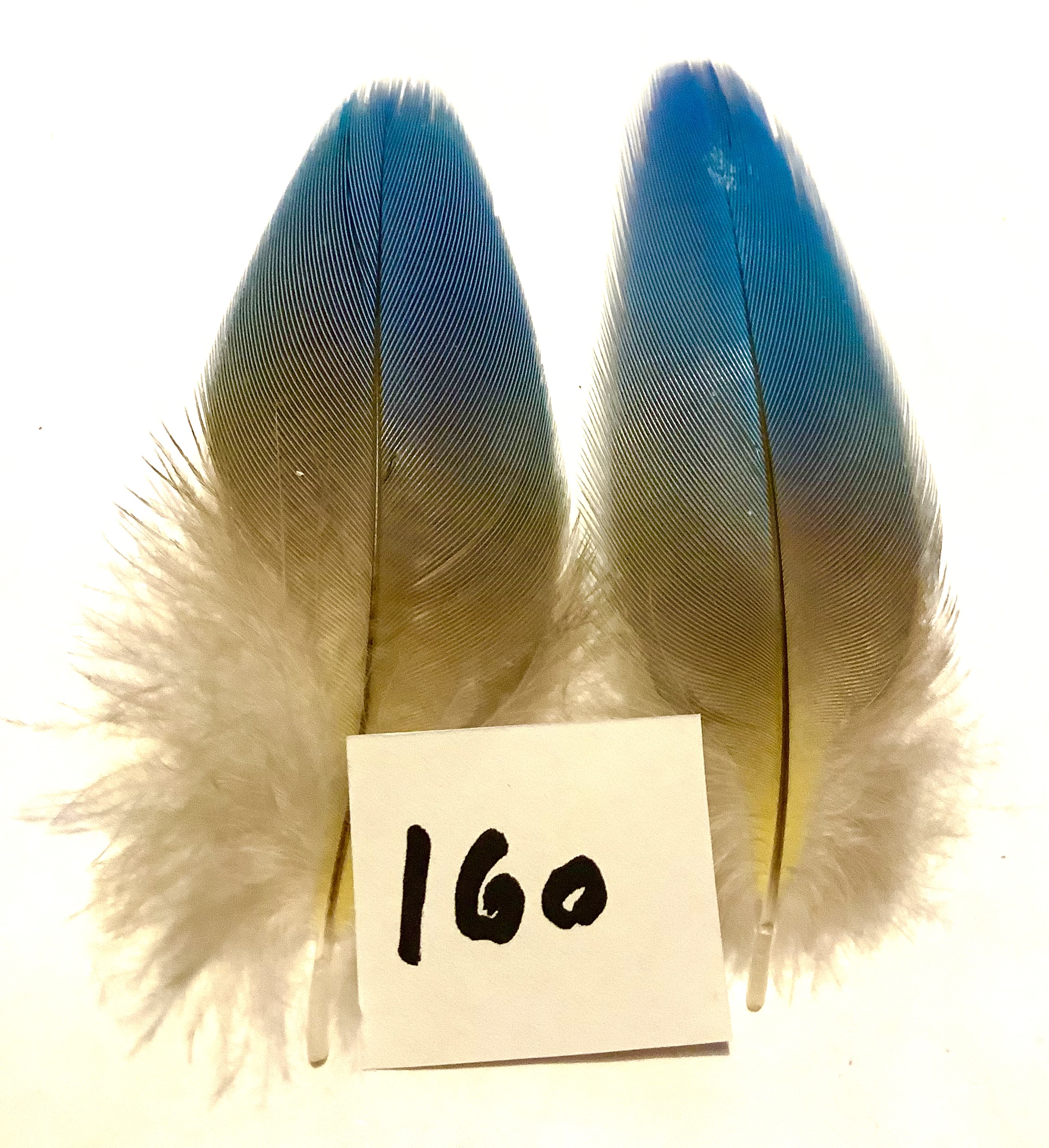 Papeg�je skulderfjer 160