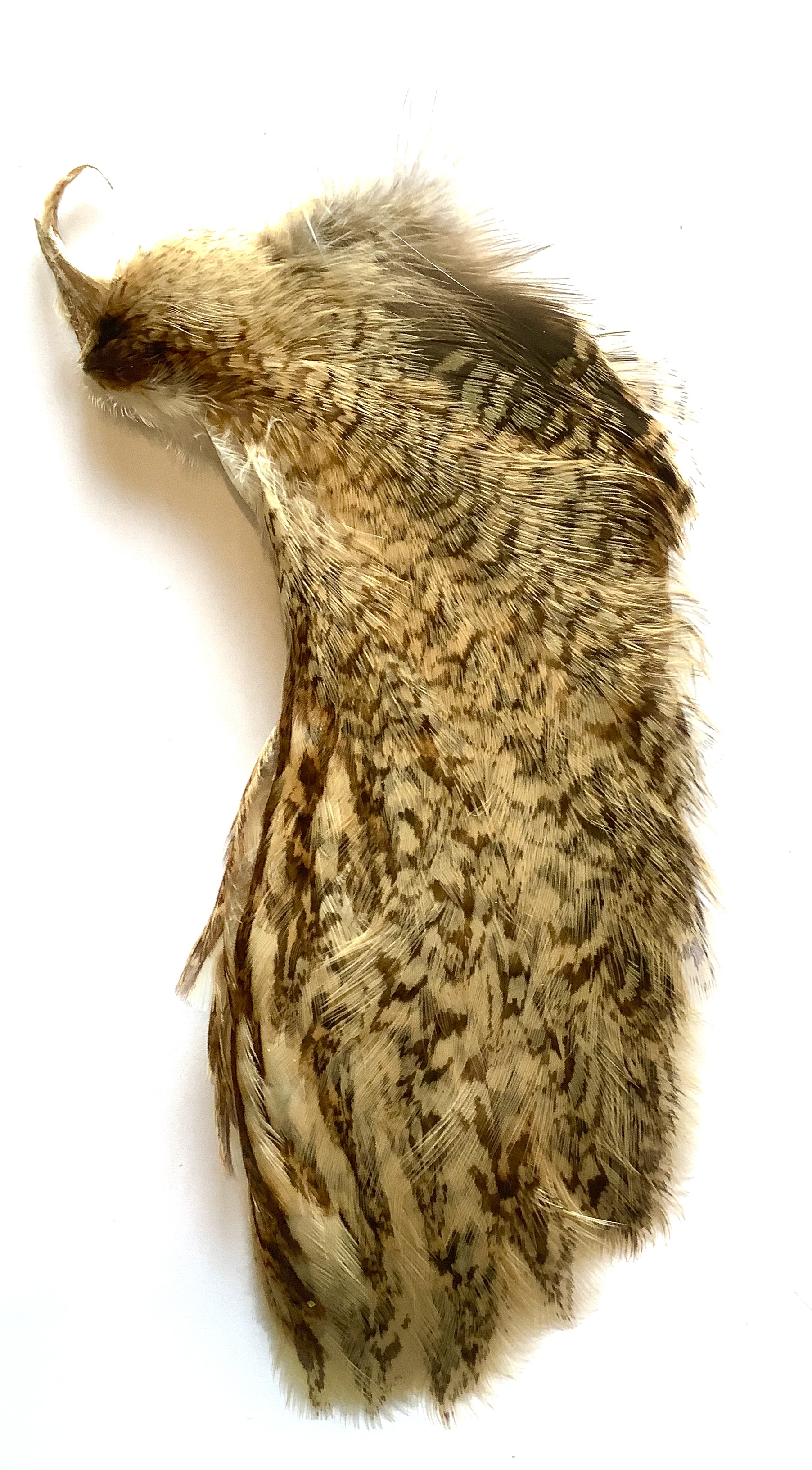 Bittern neck feathers