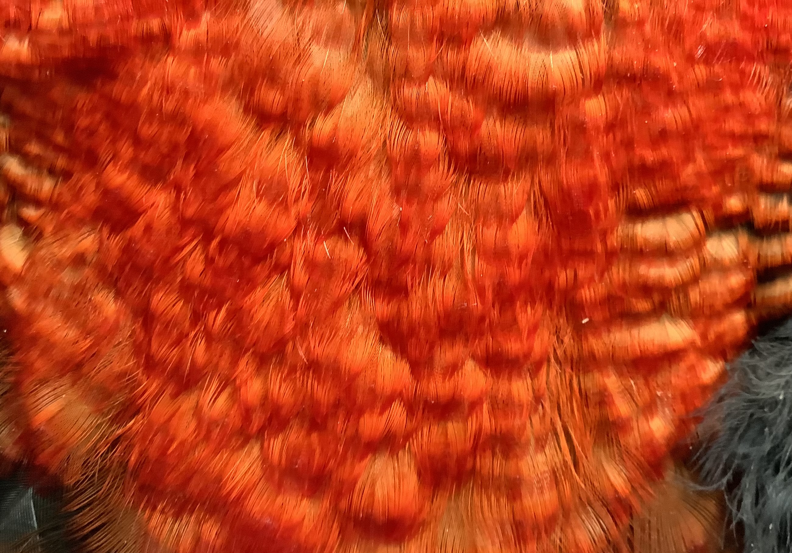 Indian Crow S.scutatus 10