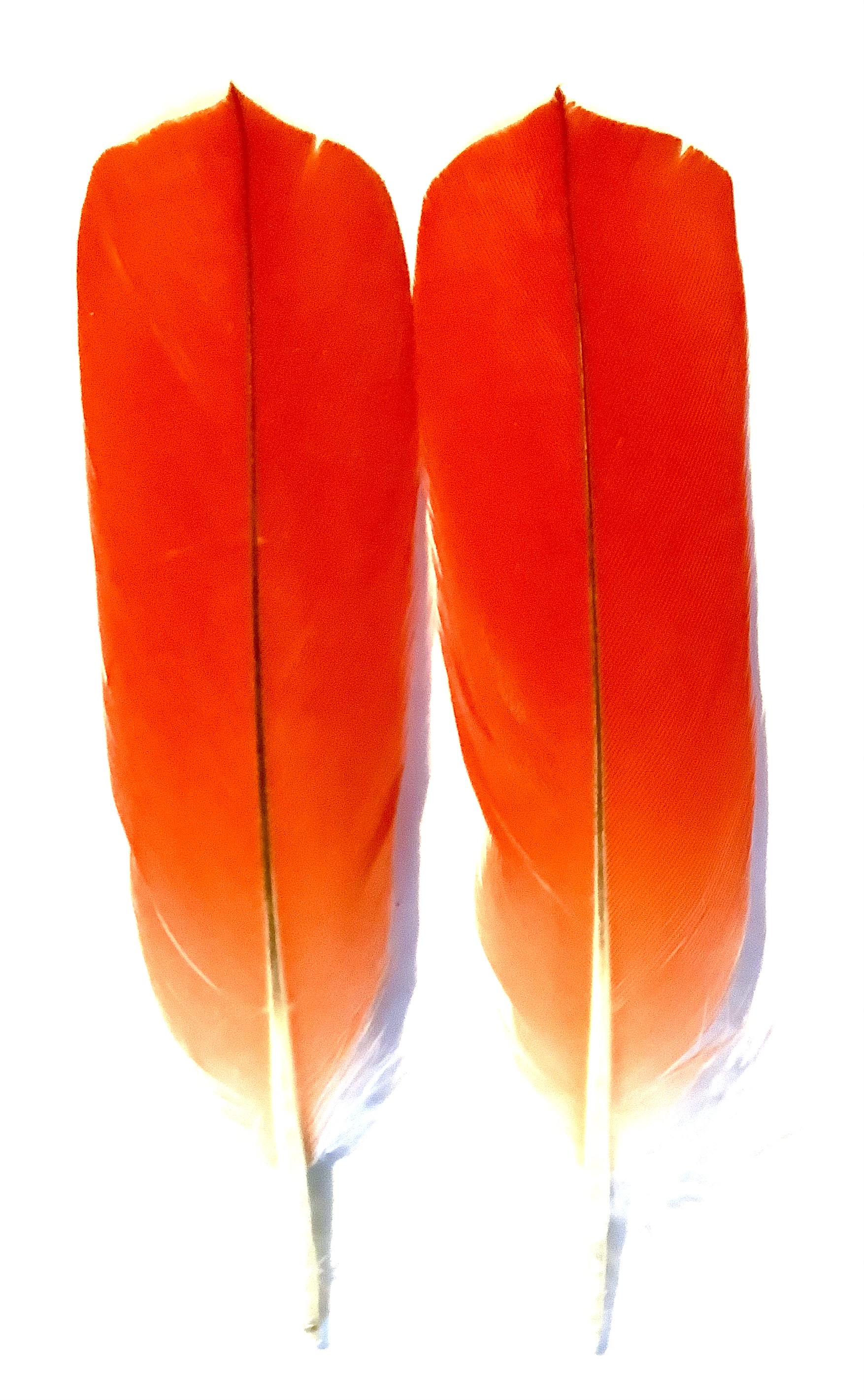 Jako r�d hale fjer