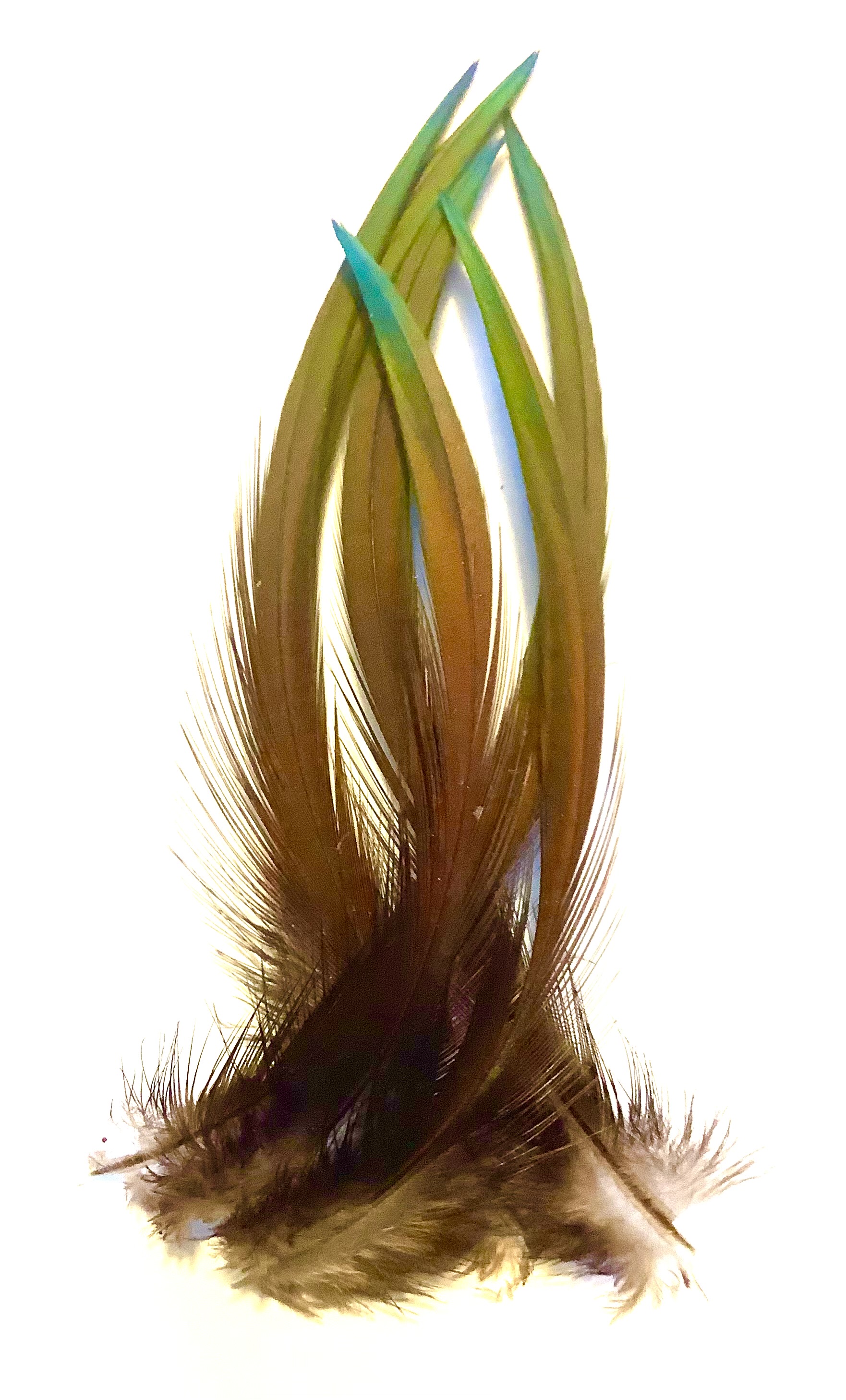 Nicobar due nakkefjer