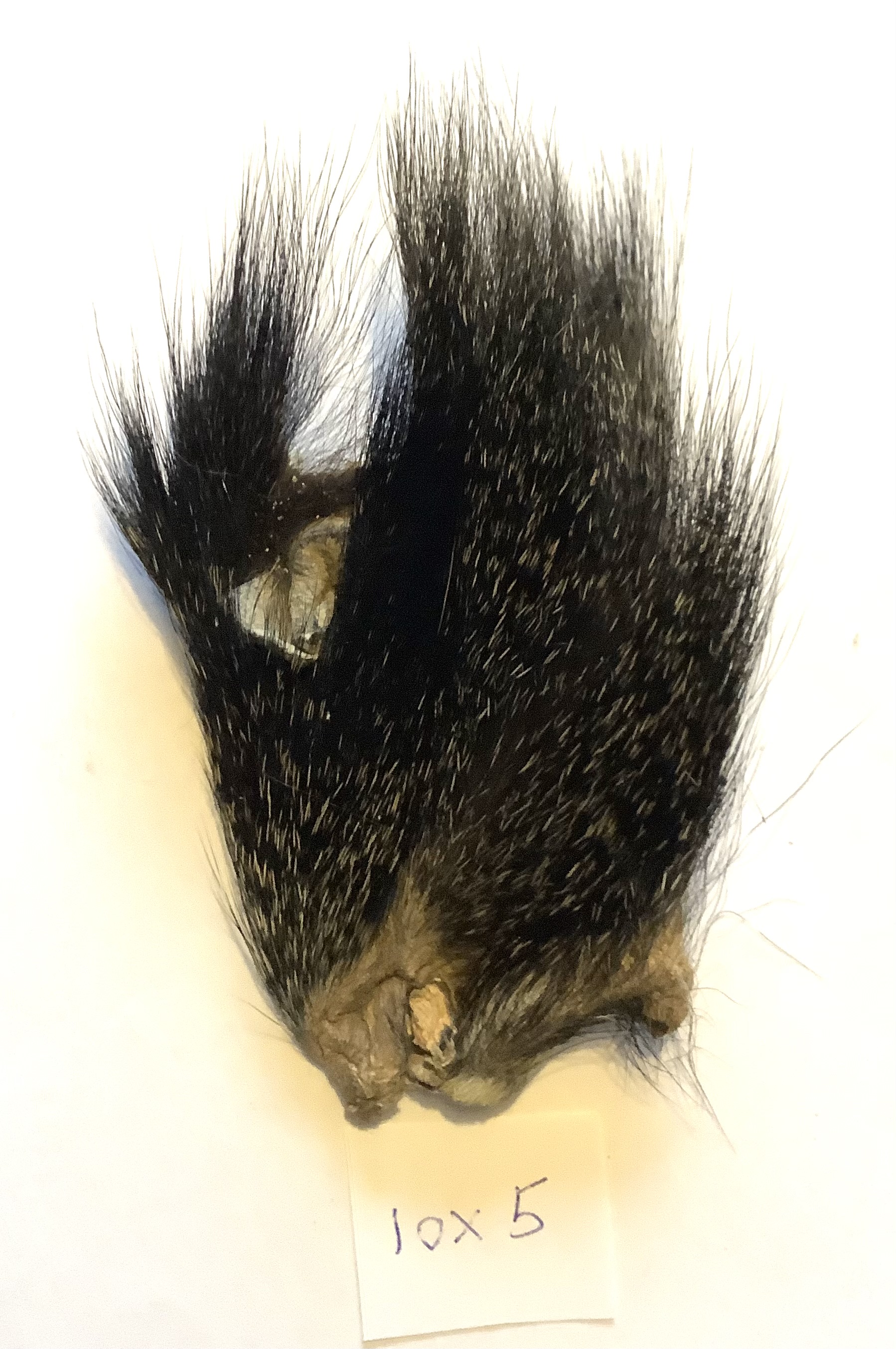 Abeh�r - sp�ttet  10x5 cm.