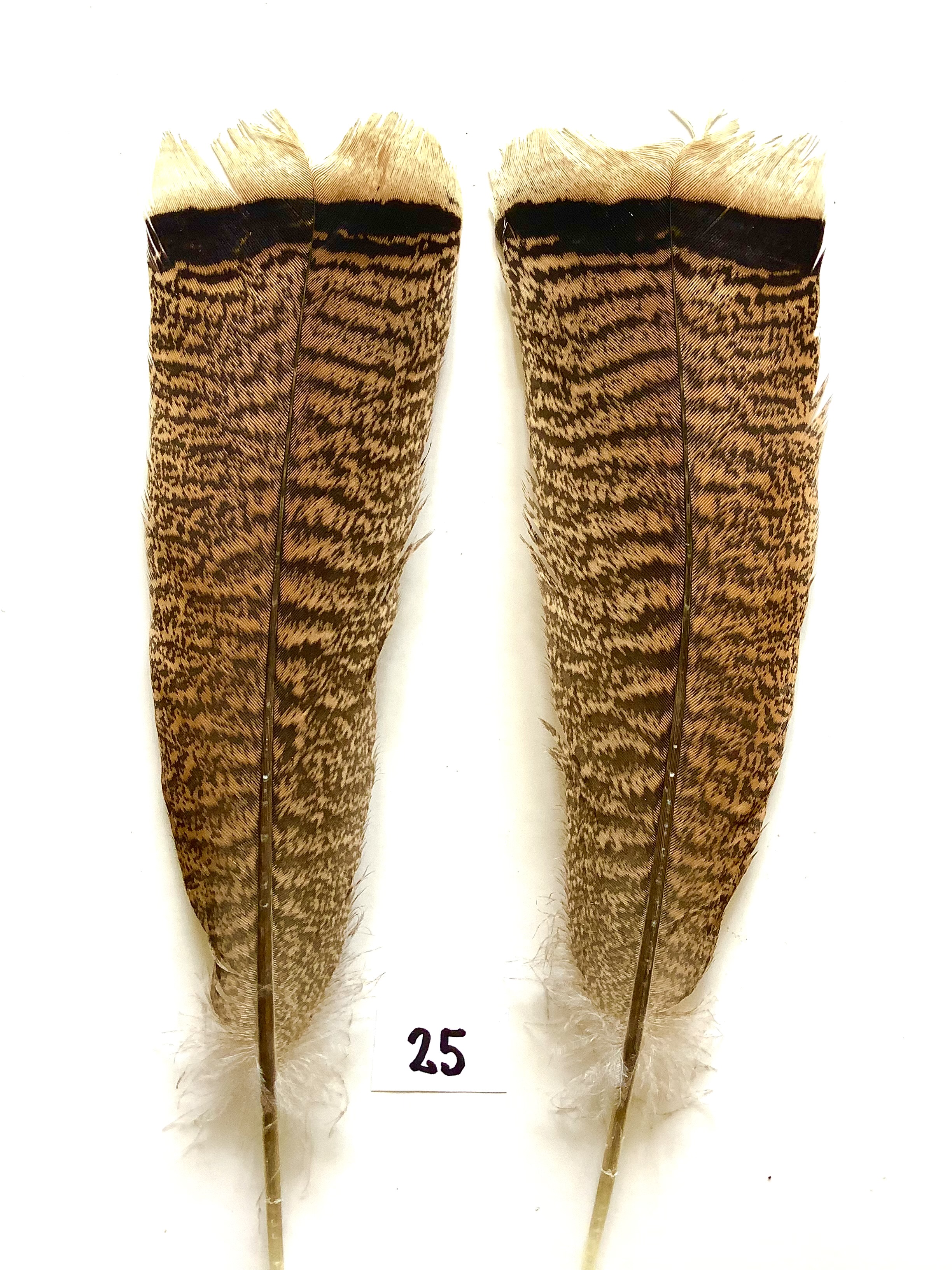 Kalkun halefjer 25