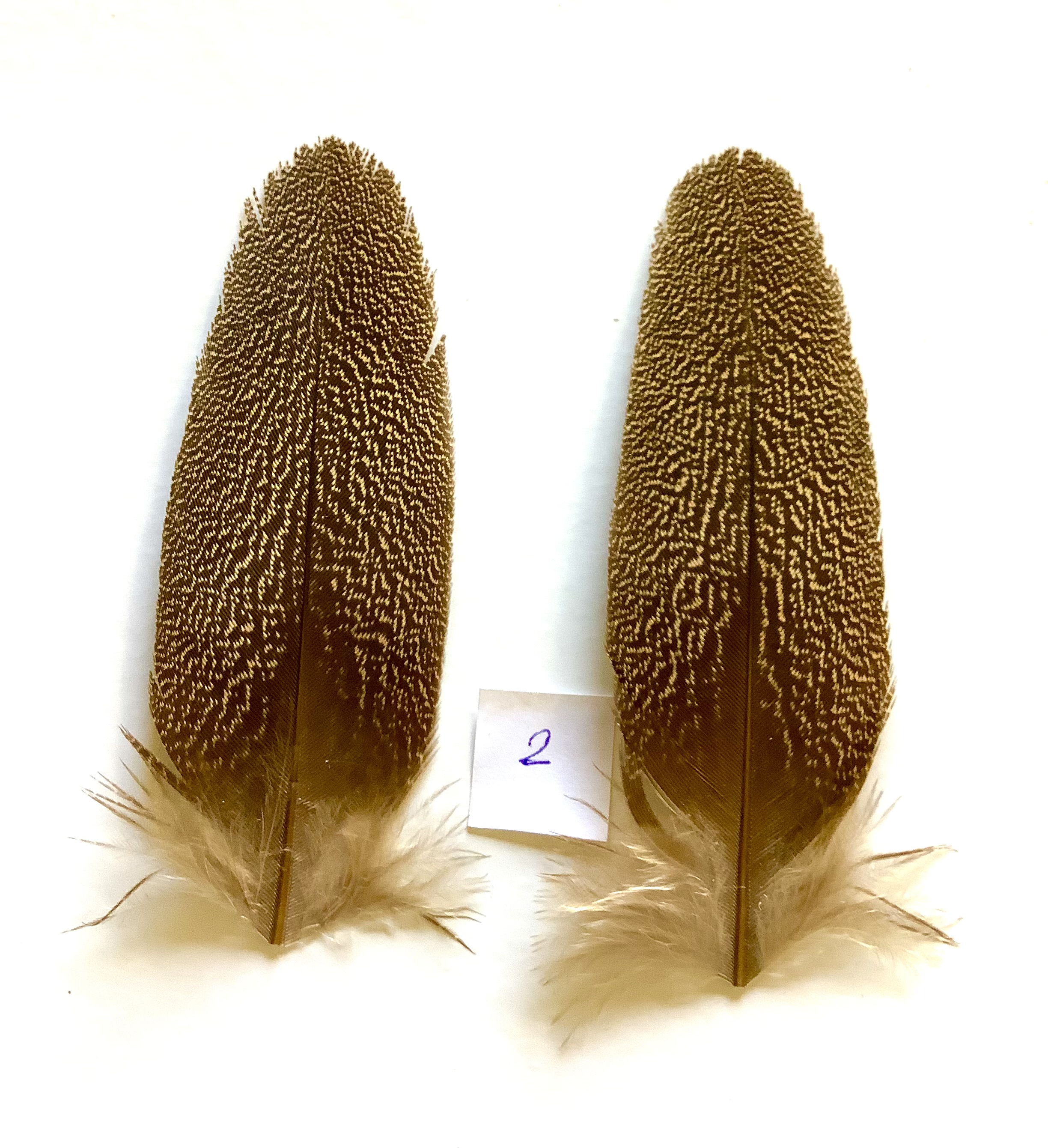 Bustard - Denham 2