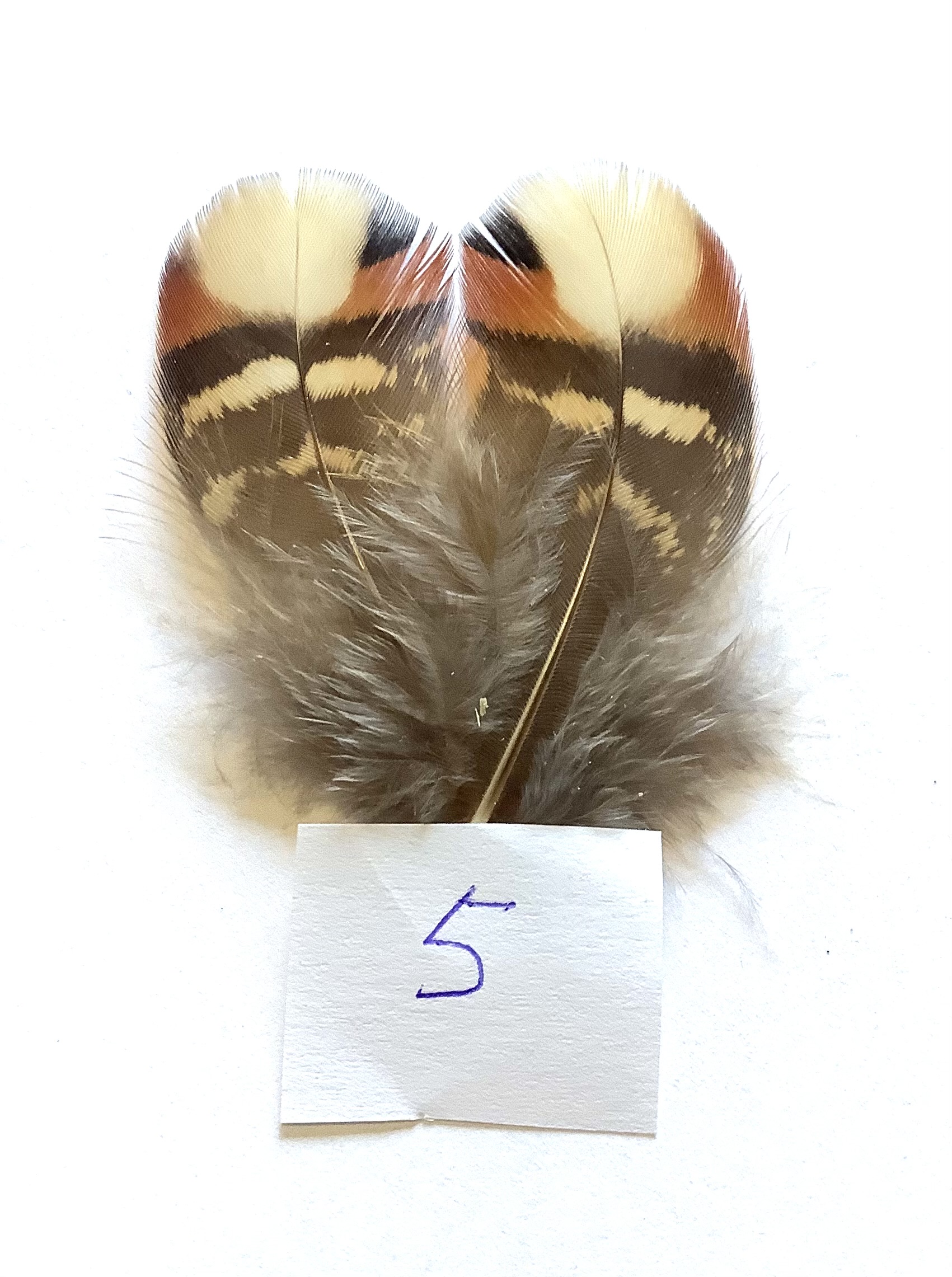 Cabot fasan 5