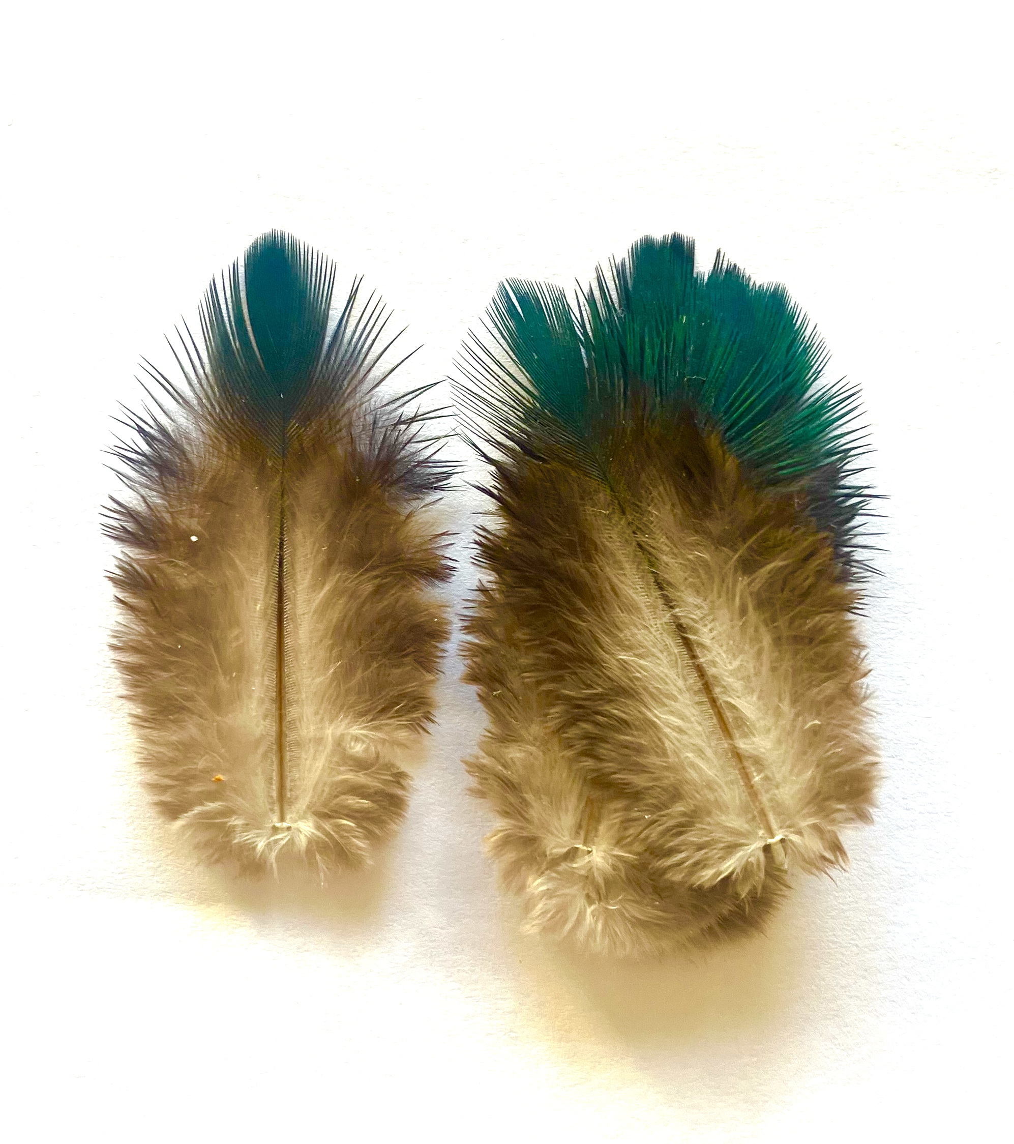 Nicobar due saddelfjer