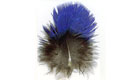 Fairy bluebird
