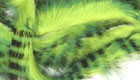 Tiger barred zonker strip grn/chartreuse